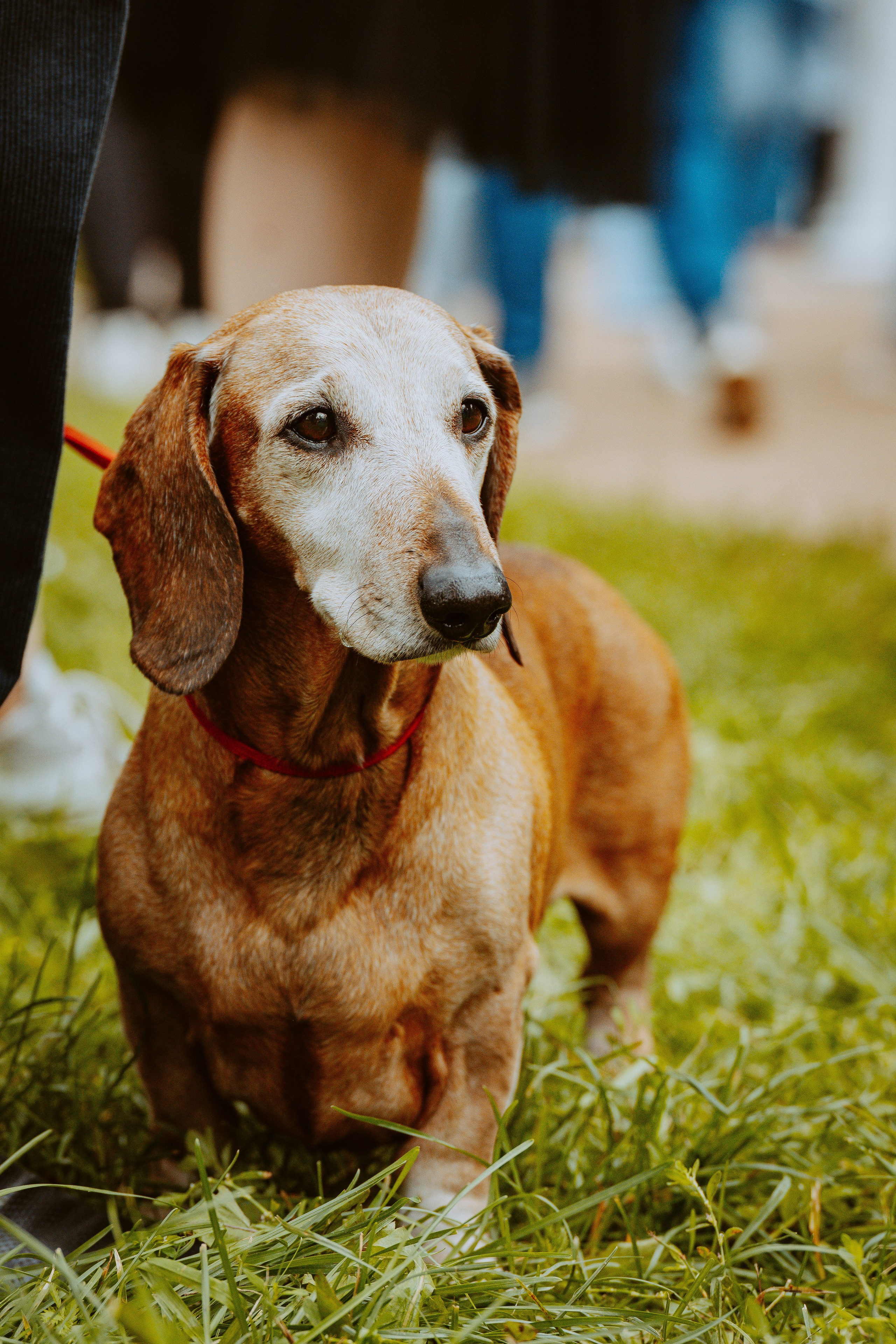 Такспарад. Фотограф анималист в Спб недорого Олеся Майорова