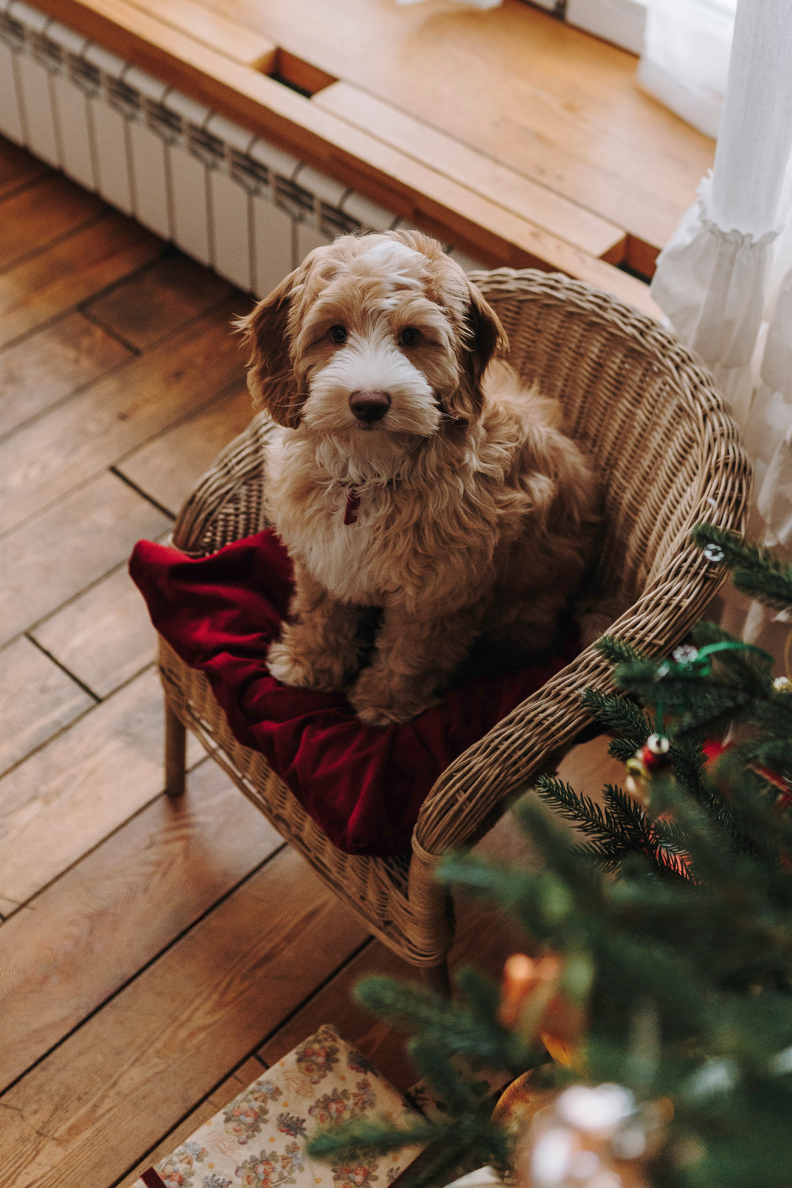 Мёрфи, Таня и Антон. Фотограф анималист в Спб недорого Олеся Майорова