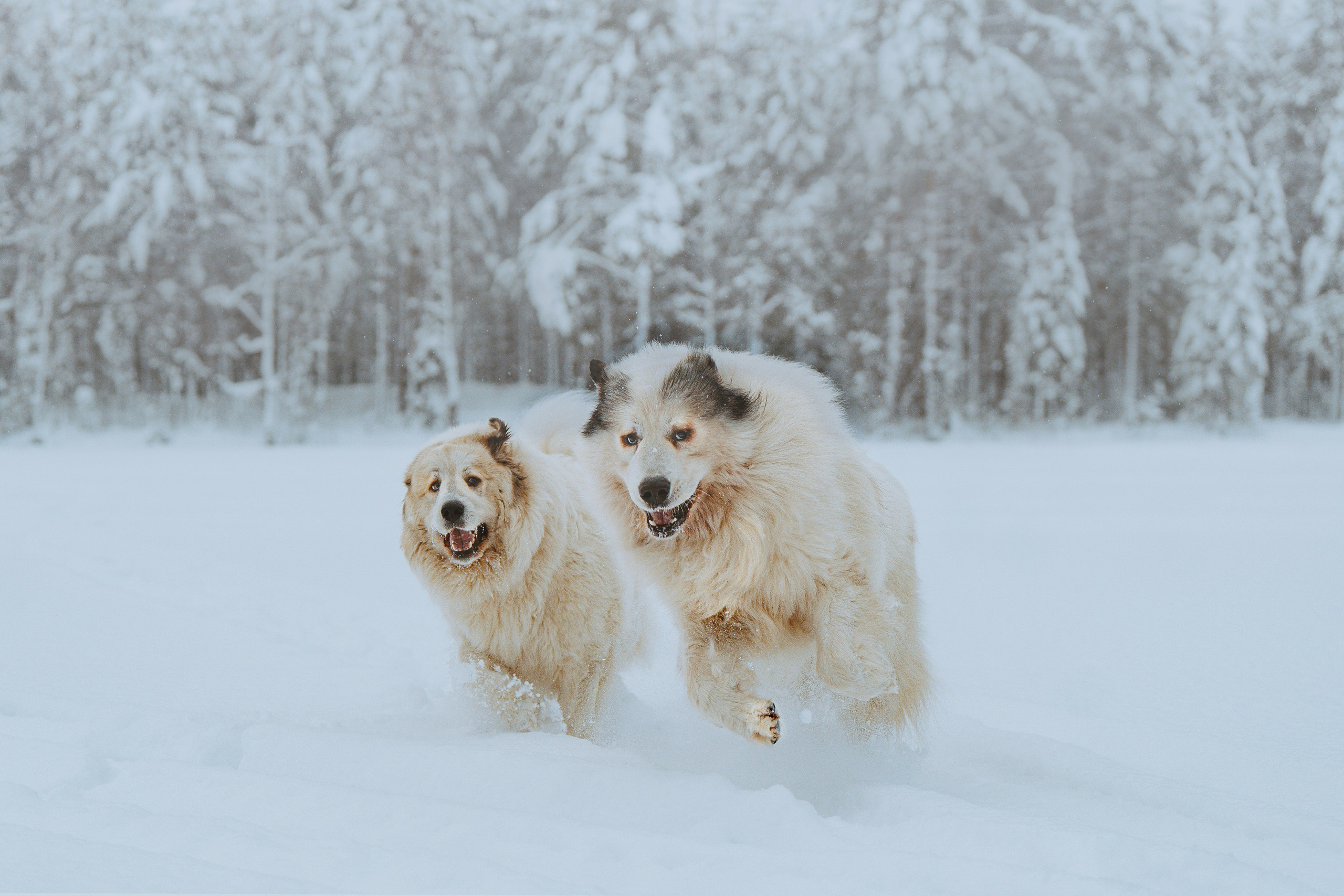 Фотограф питомцев в Санкт-Петербурге. Фотограф анималист в Спб недорого Олеся Майорова