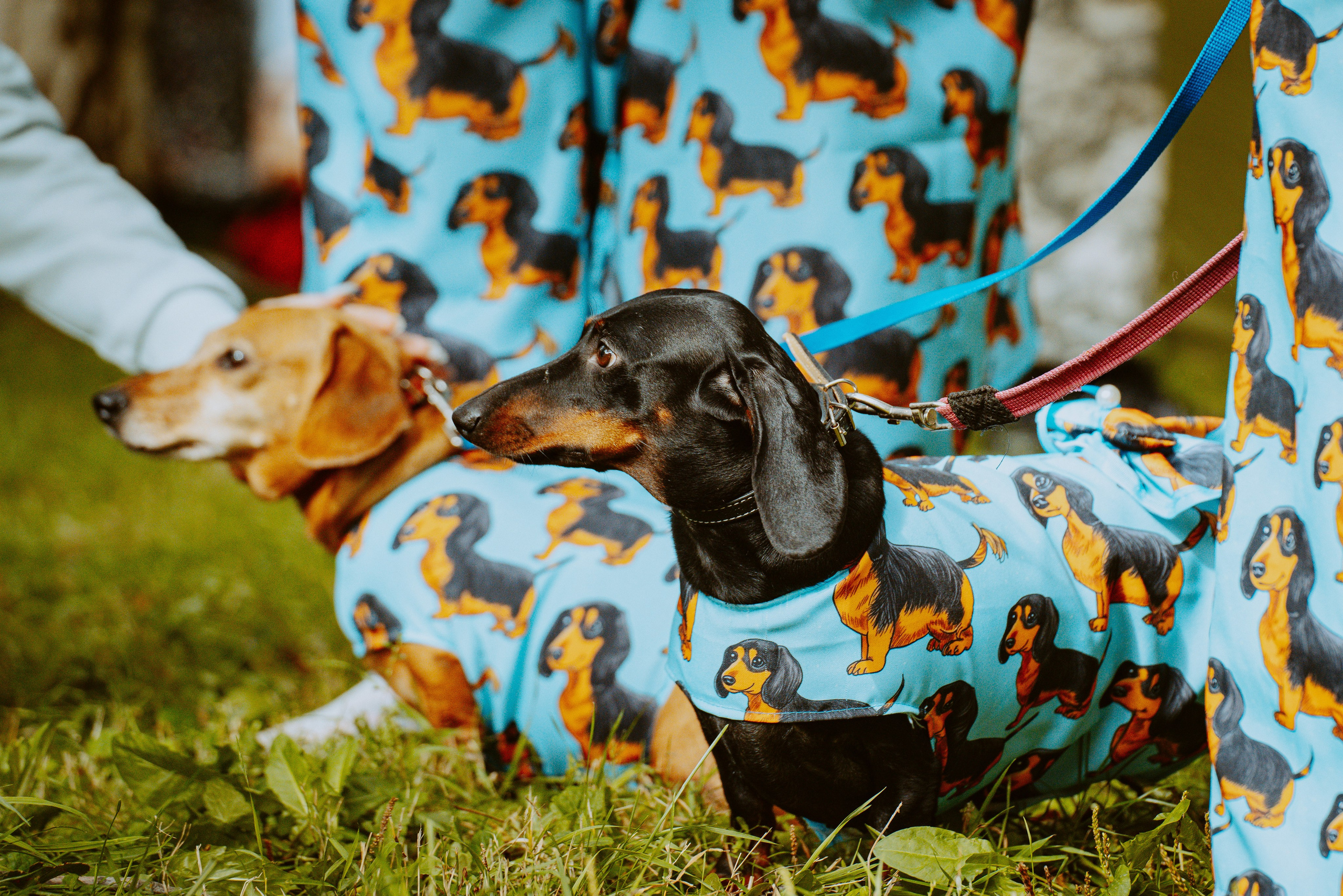 Такспарад. Фотограф анималист в Спб недорого Олеся Майорова