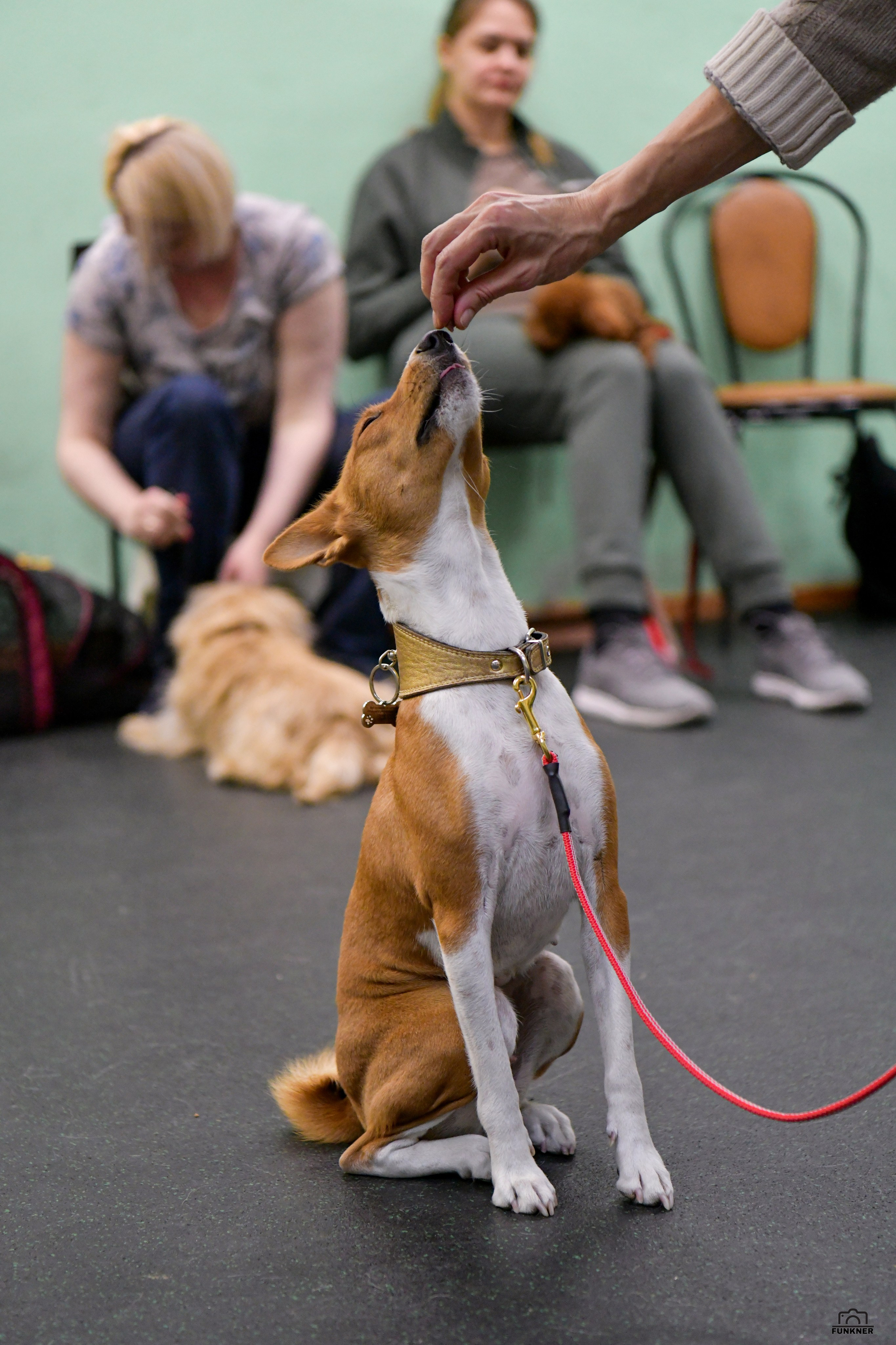Кинологический клуб «Бодрый хвост». Свой взгляд через объектив