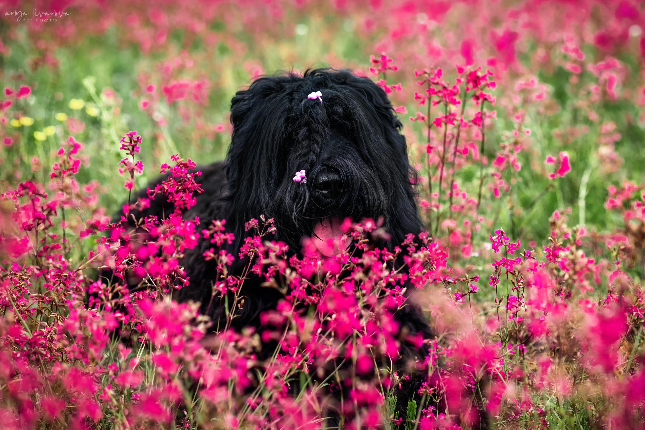 Смолка клейкая. Фотограф анималист Аня Ливанова | Рыбинск
