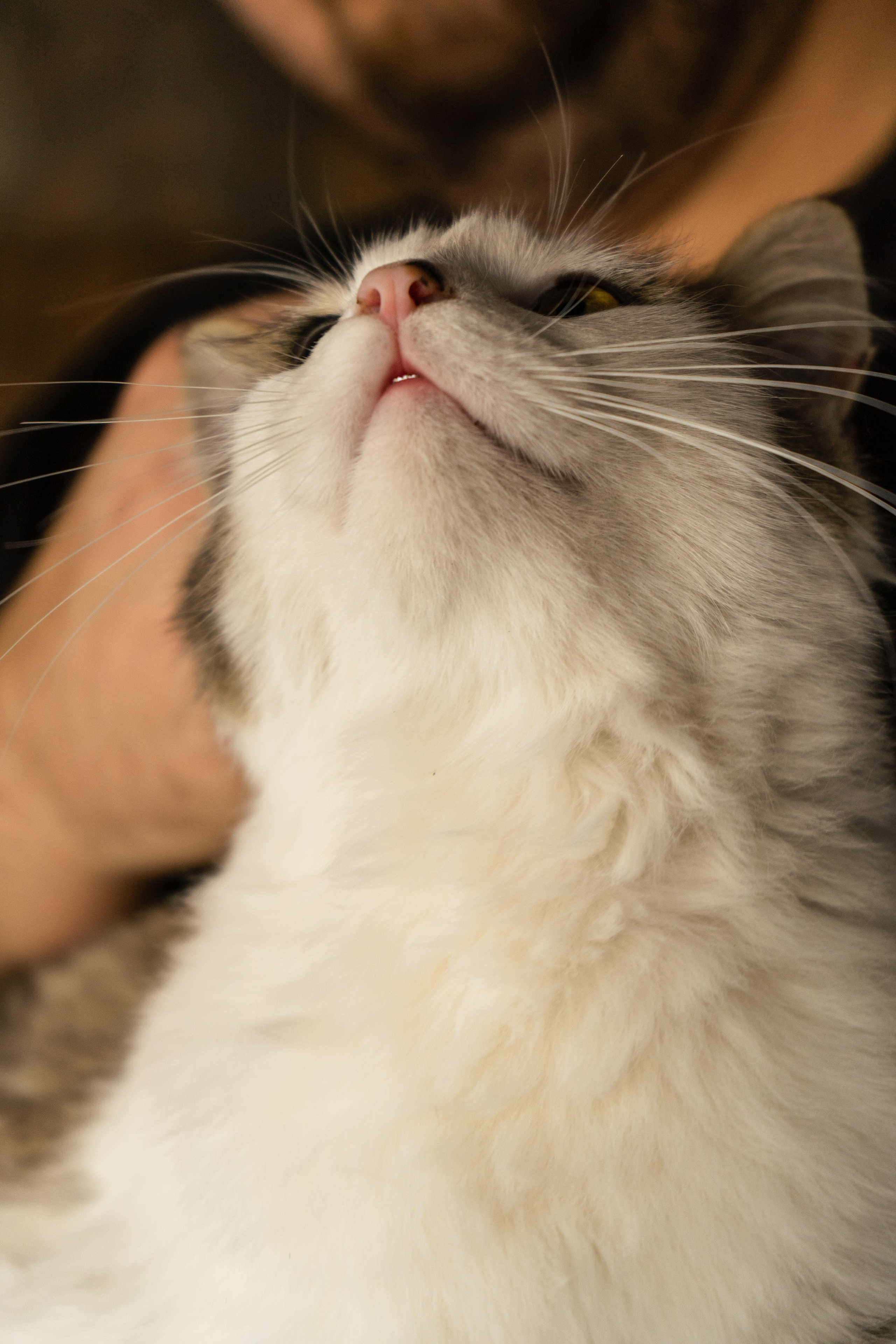 Pets. Makaroshkassirom — photographer in Minsk