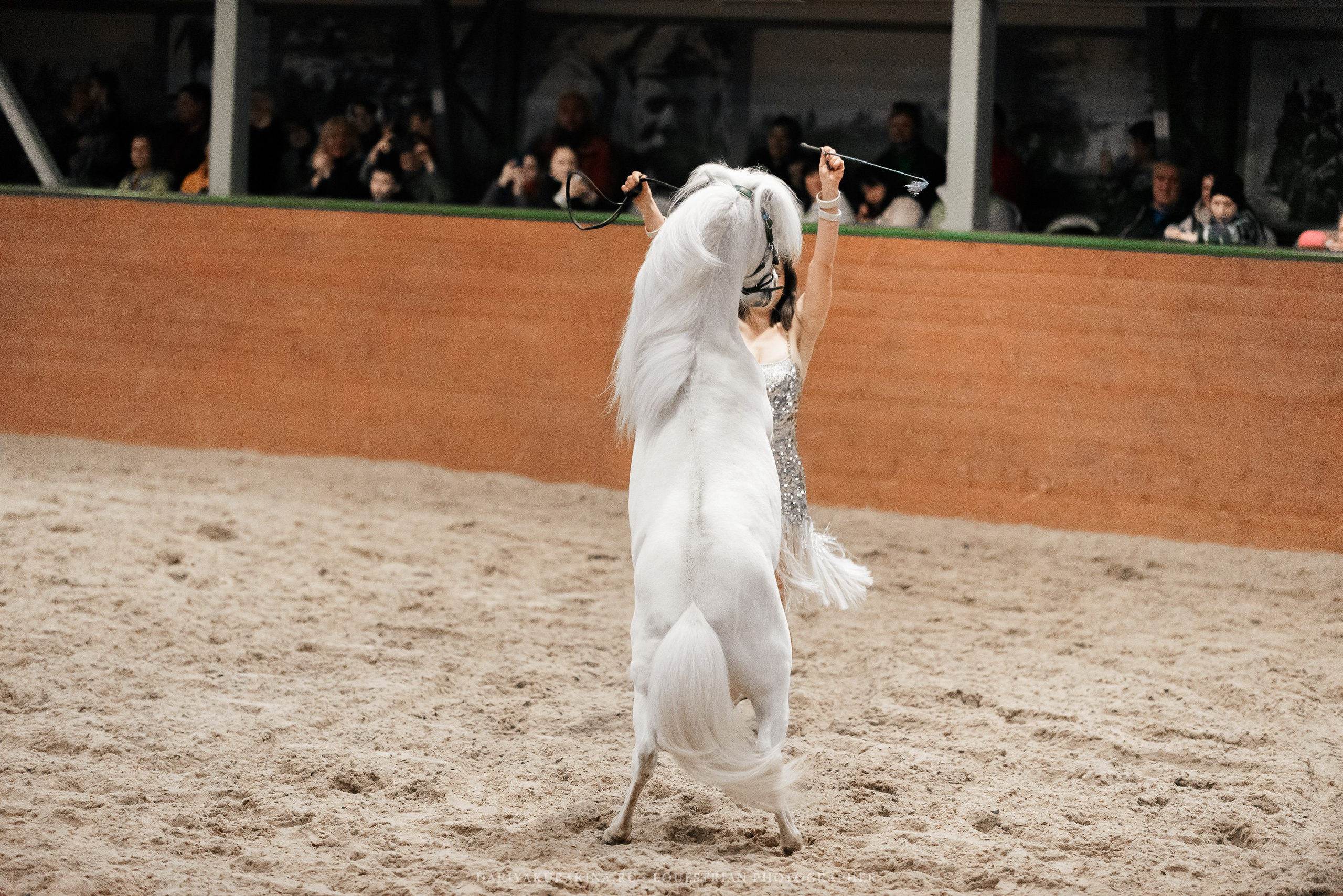 Конное представление «Дыхание Звёзд». Конный фотограф Куракина Дарья • Фотосессии с лошадьми