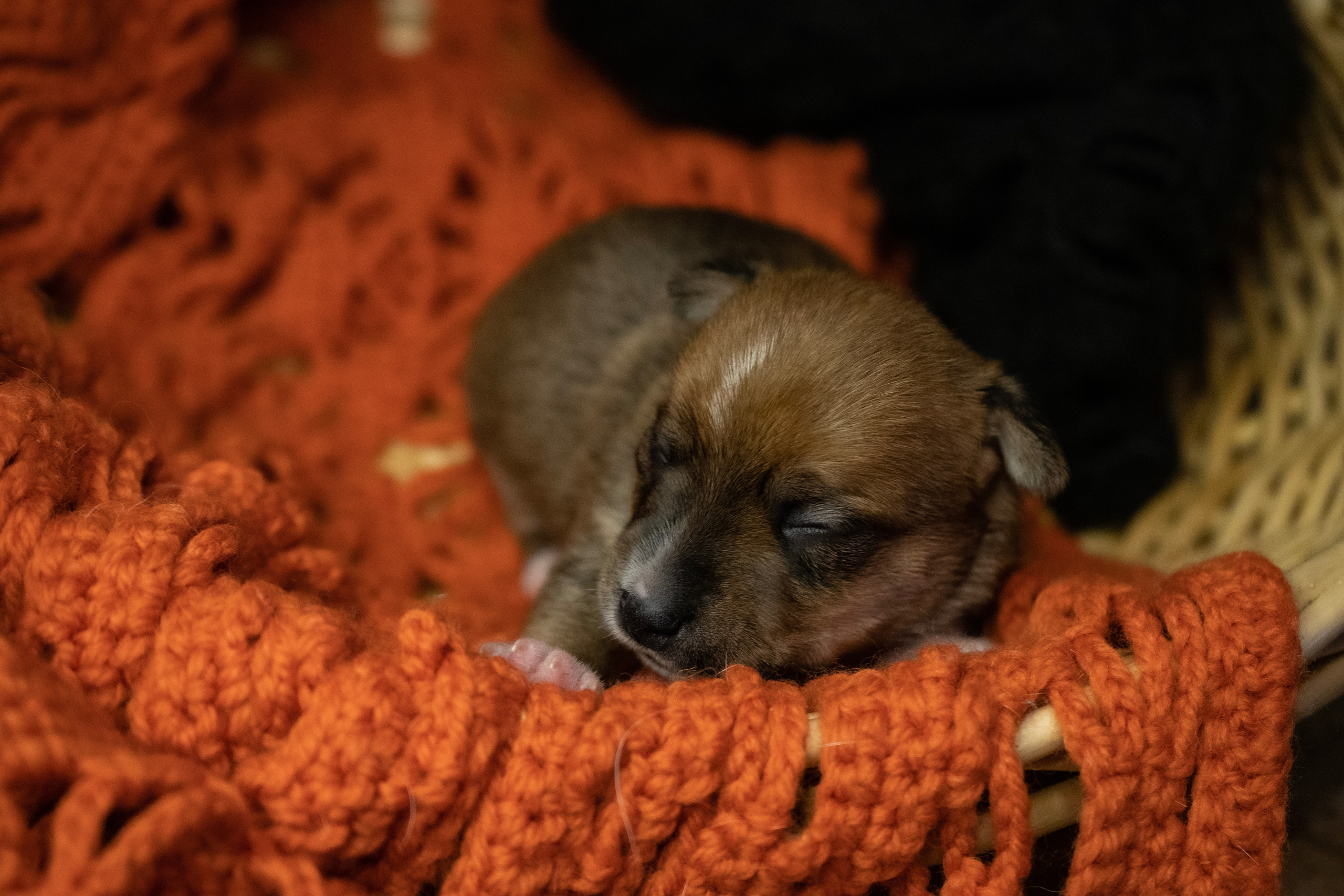 Фотосессии Пушистиков. Фотограф в Санкт-Петербурге Виктория Барышникова