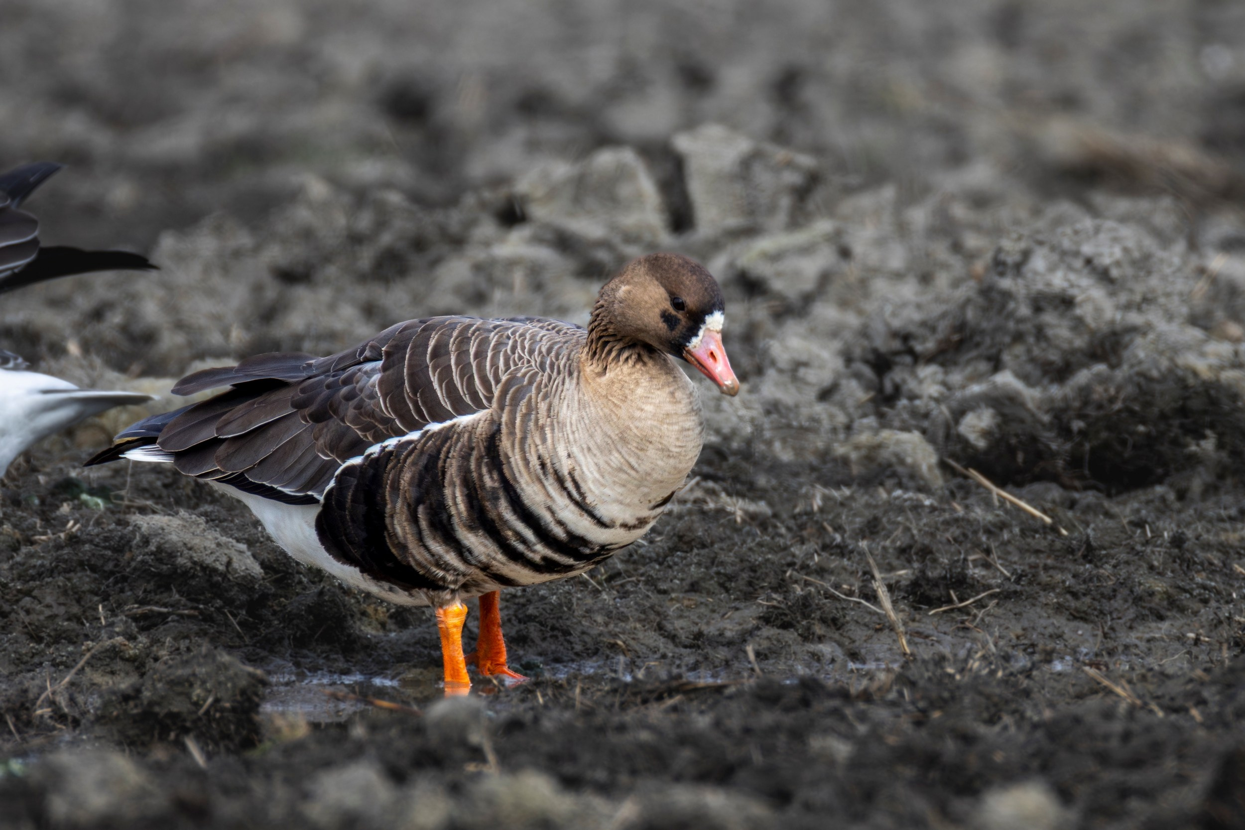 Белолобый гусь: видно белое пятно на лбу и оранжевые лапы.