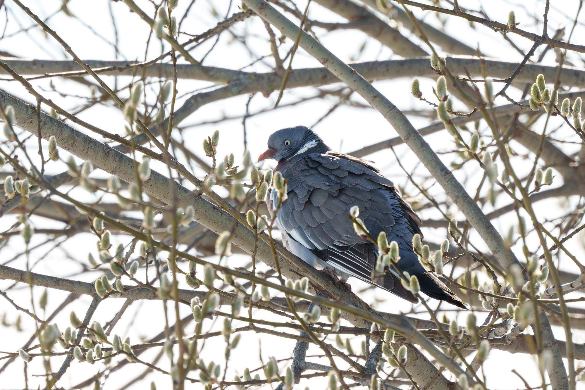 Удивительные мир птиц. Вокруг нас столько прекрасного — присмотритесь!. Ваш личный фотограф Марина Волкова