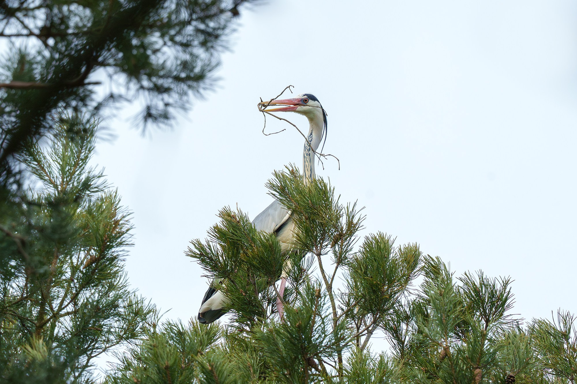Удивительные мир птиц. Вокруг нас столько прекрасного — присмотритесь!. Ваш личный фотограф Марина Волкова