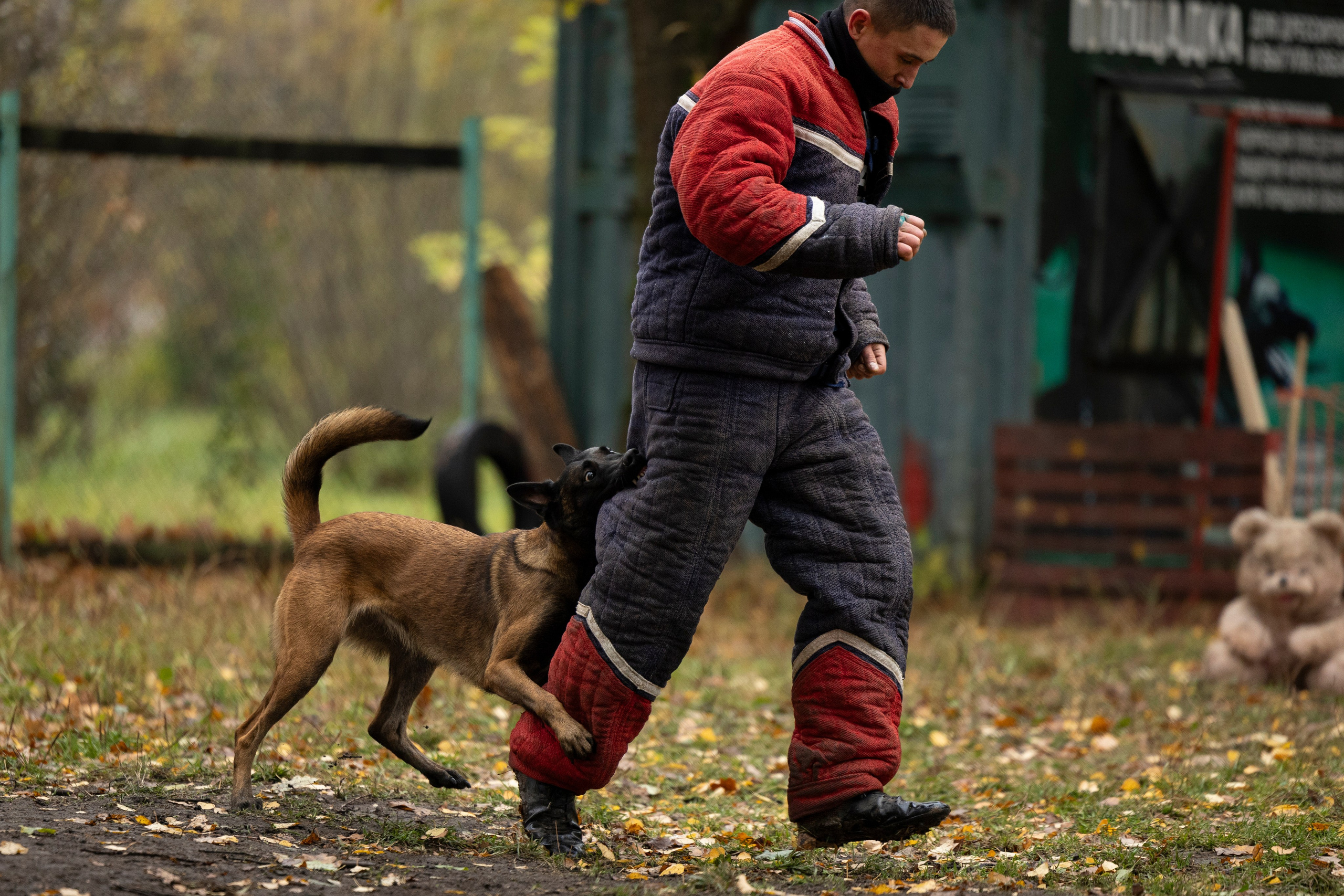 Соревнования по Мондьорингу г. Вологда. Фотограф-анималист Анна Маринич