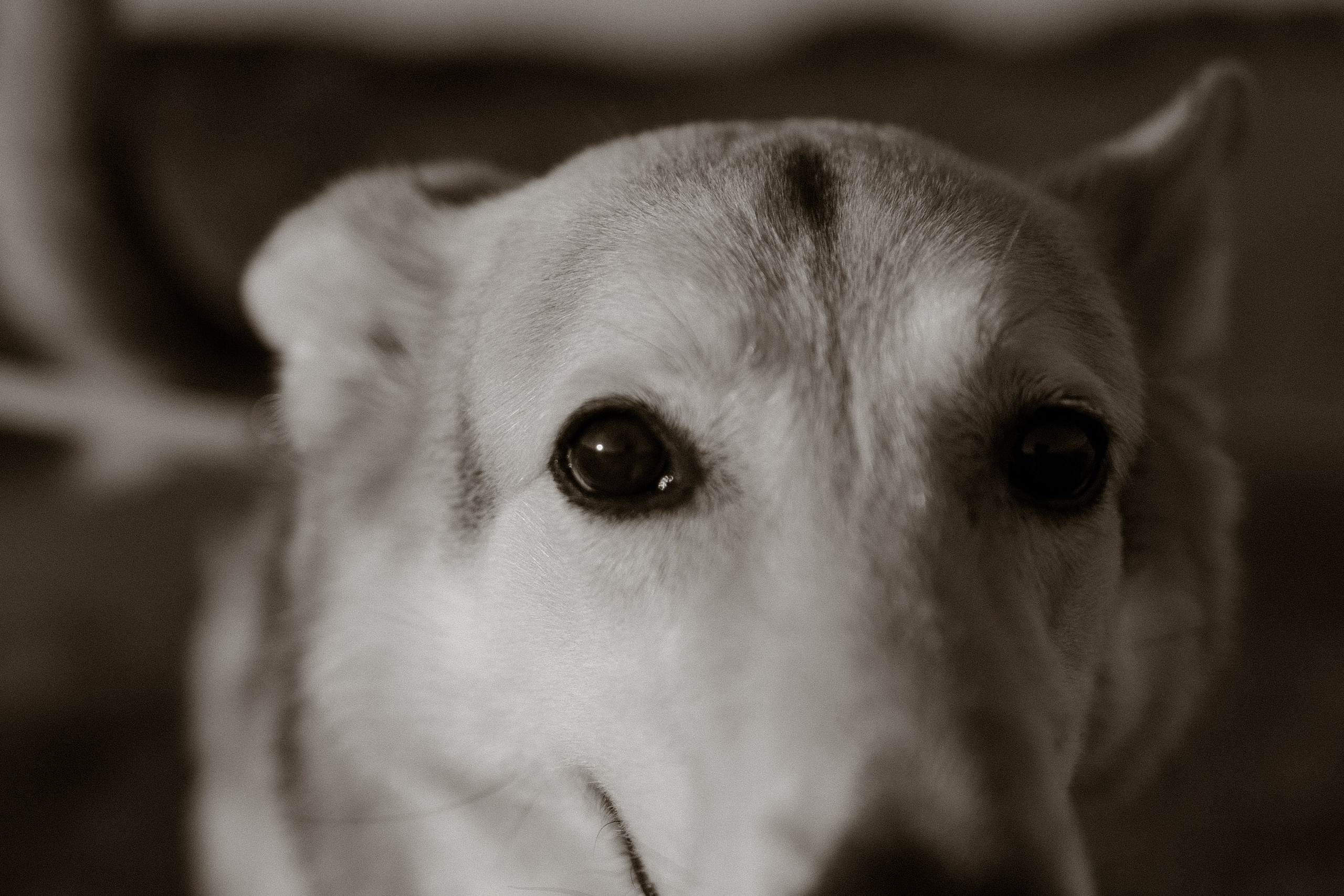 Саша и Зельда. Фотограф — Анималист | Санкт-Петербург