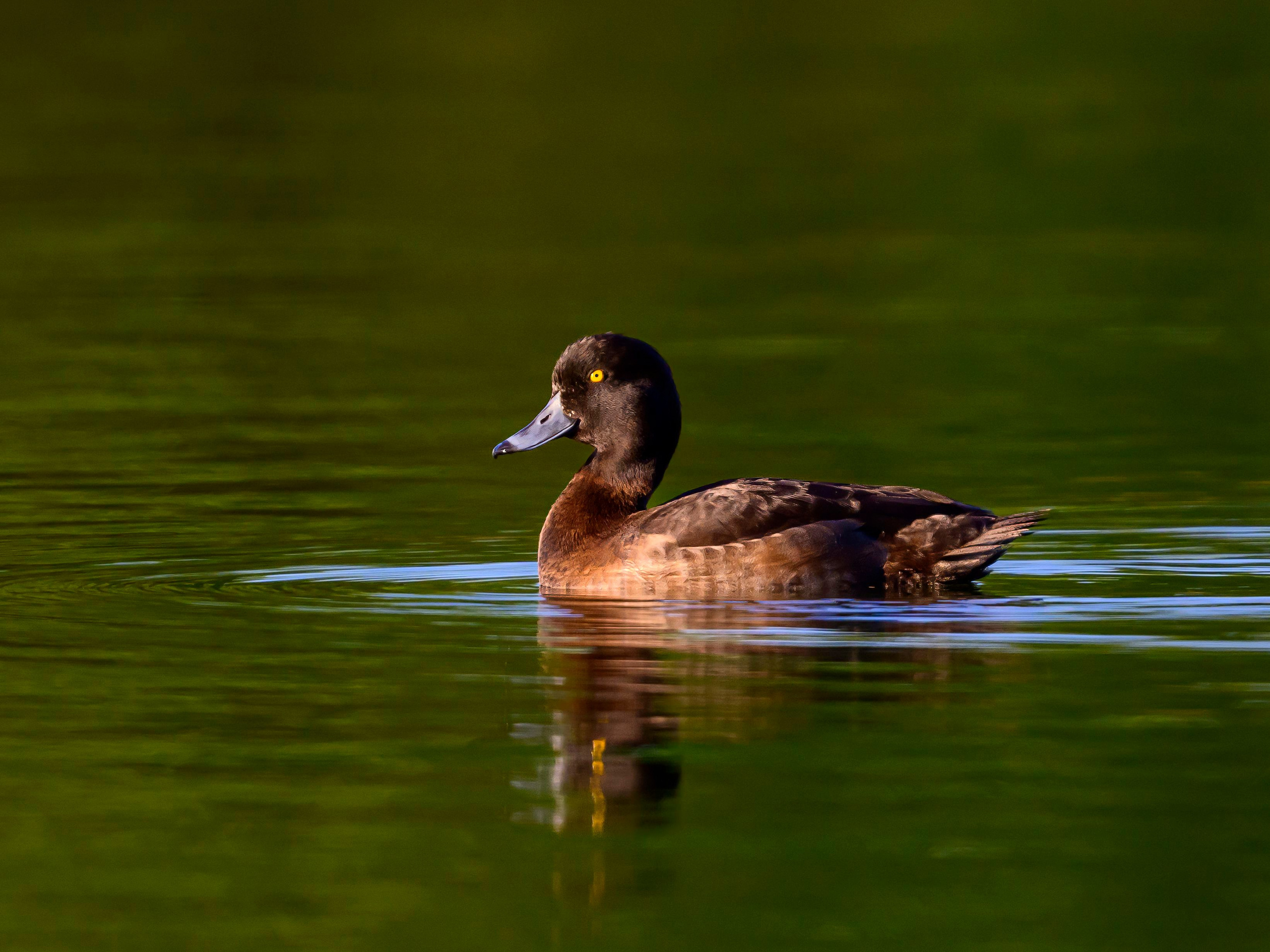 На прудах. Wildlife photography by Sergey Puponin