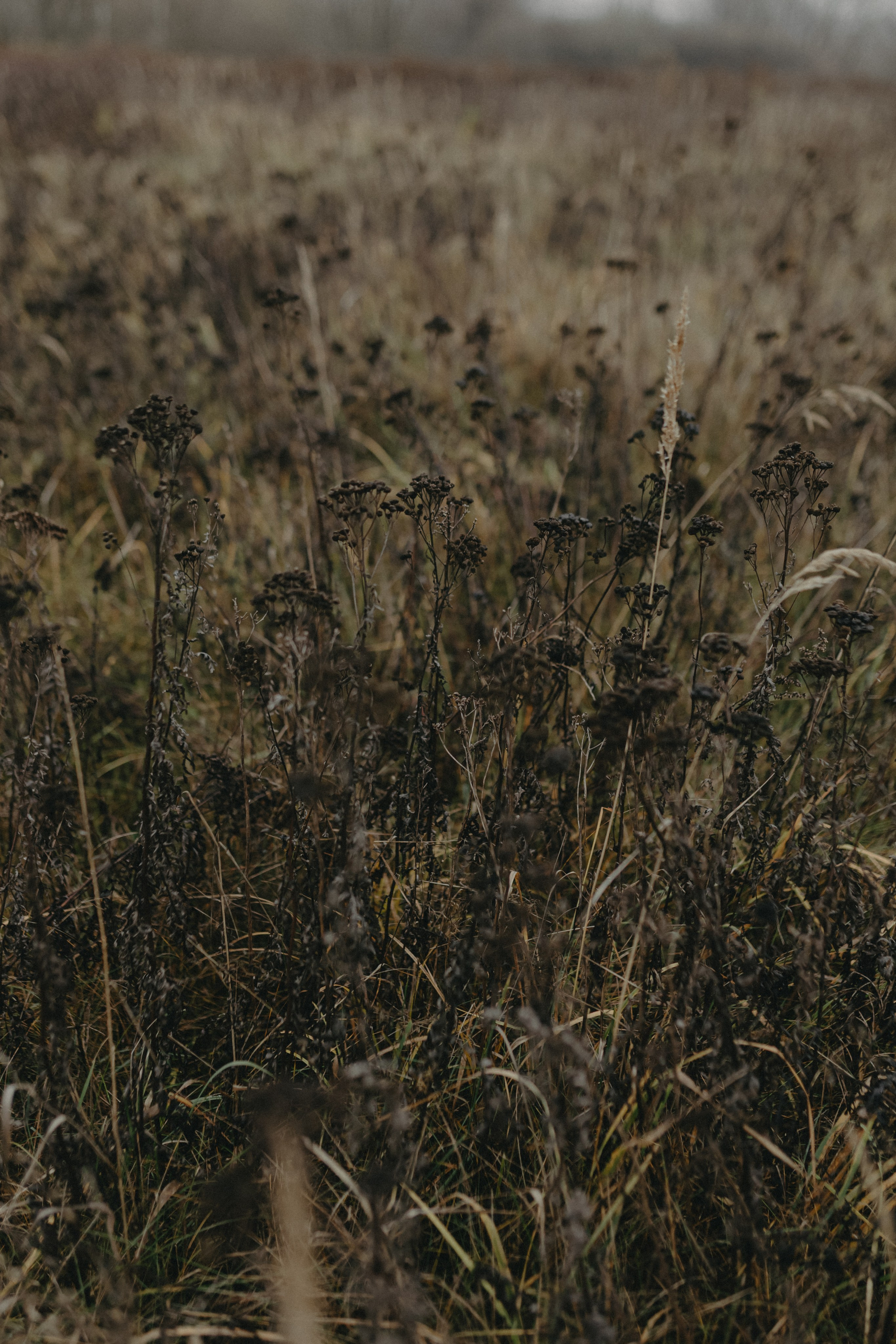Диана и Антон. Свадебный и семейный фотограф Женя Добрянская в Нижнем Новгороде