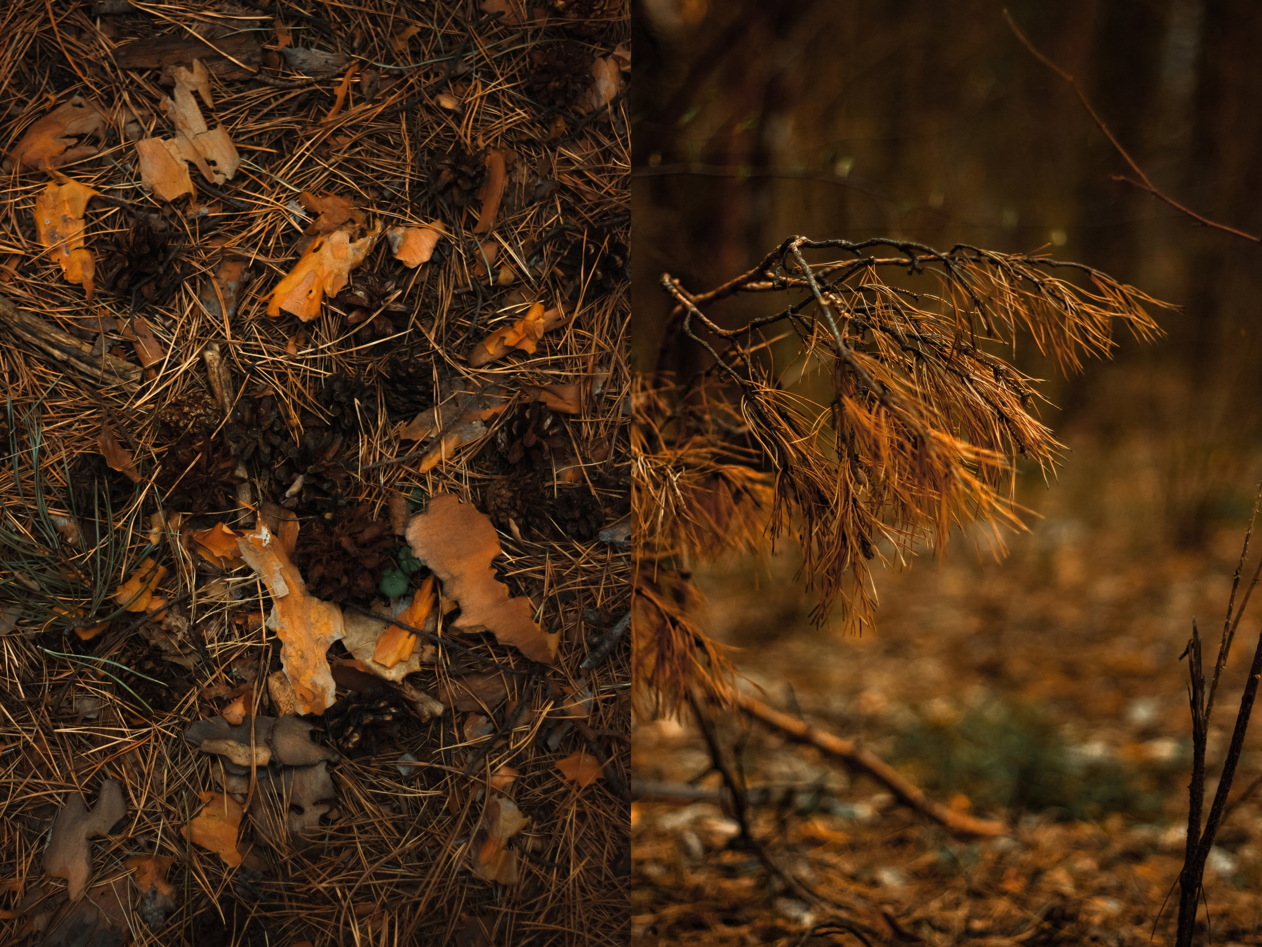 27.04.2025 | Сосновоборск. Kuznetsov | Фотограф в Красноярске