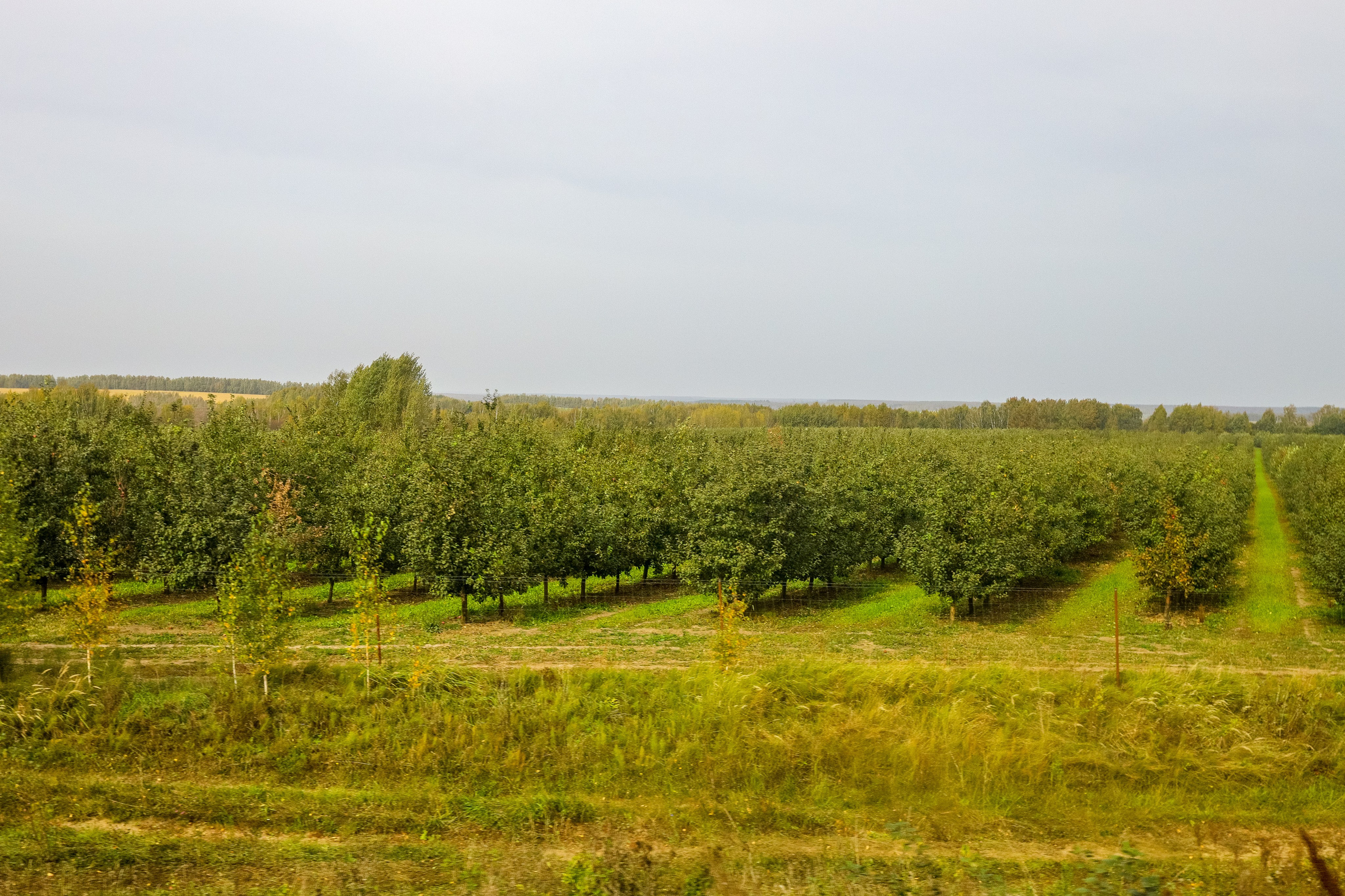 Поездка в Белев и на производство пастилы. Фотограф в Туле Крупский АнДРей. Фотостудия «КАДР71» в Туле