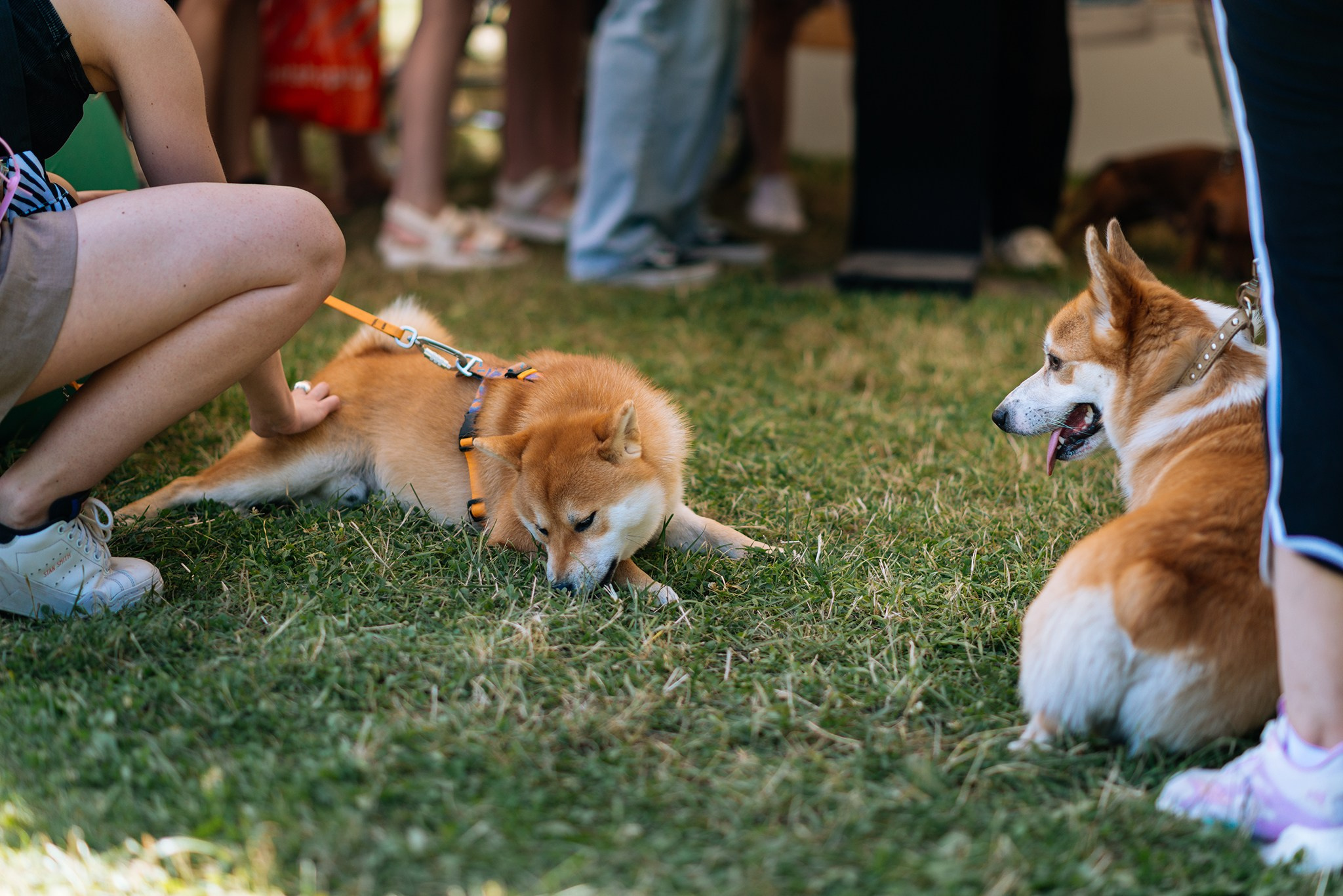 PETSHOP DAYS. Июнь 24. Репортажный фотограф в Санкт-Петербурге Анастасия Клёпова