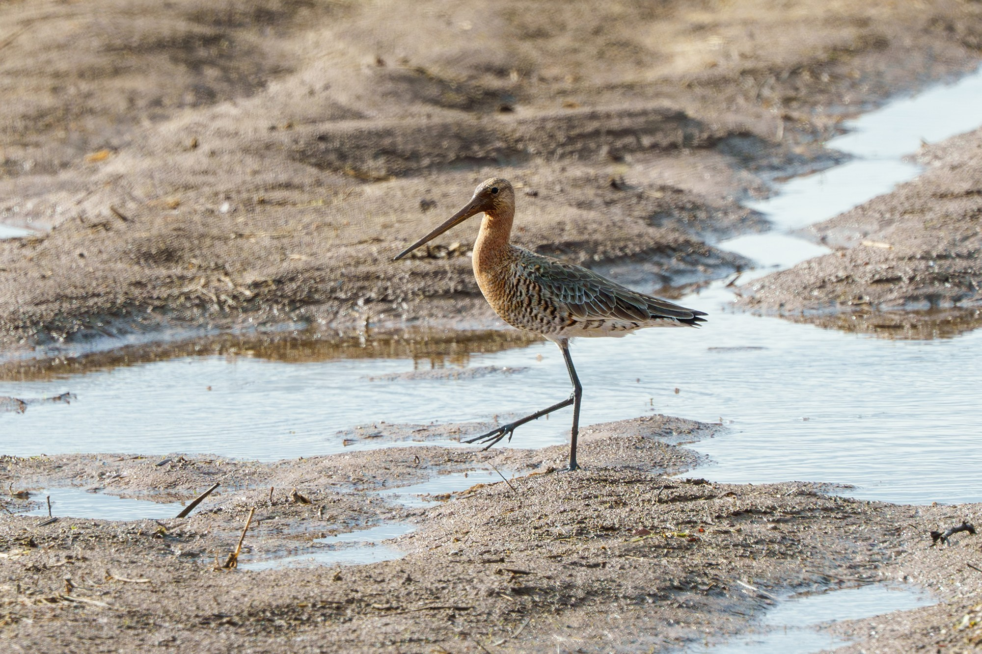 Удивительные мир птиц. Вокруг нас столько прекрасного — присмотритесь!. Ваш личный фотограф Марина Волкова