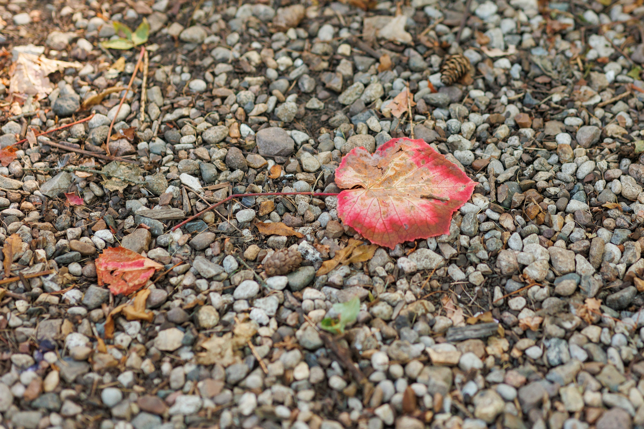 Спектакль в Ботаническом саду (студия «Знаки сезонников». Фотограф в Твери и Москве Юлия Бахтамова
