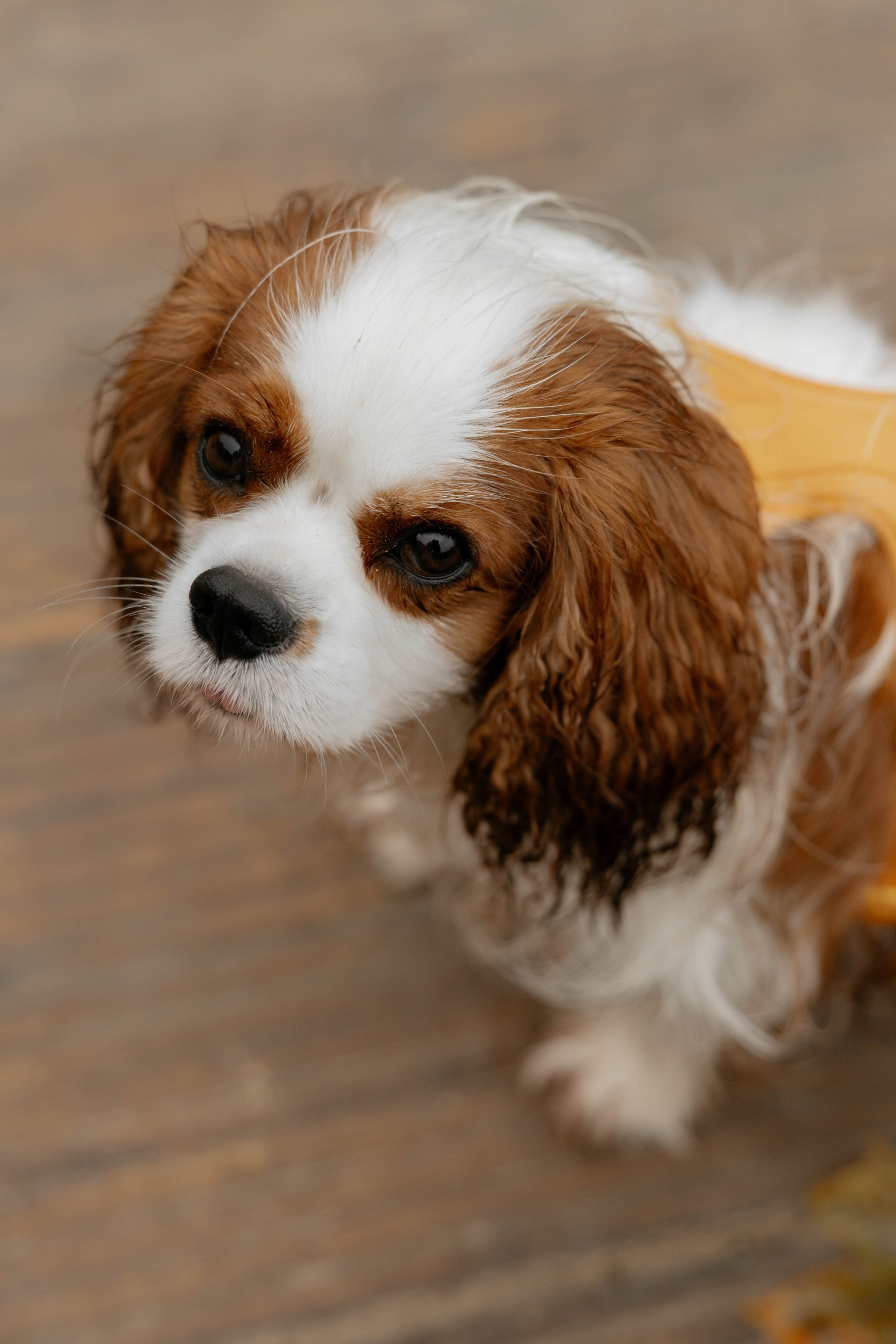 Алла и Виктор. Семейный и свадебный фотограф Нижний Новгород