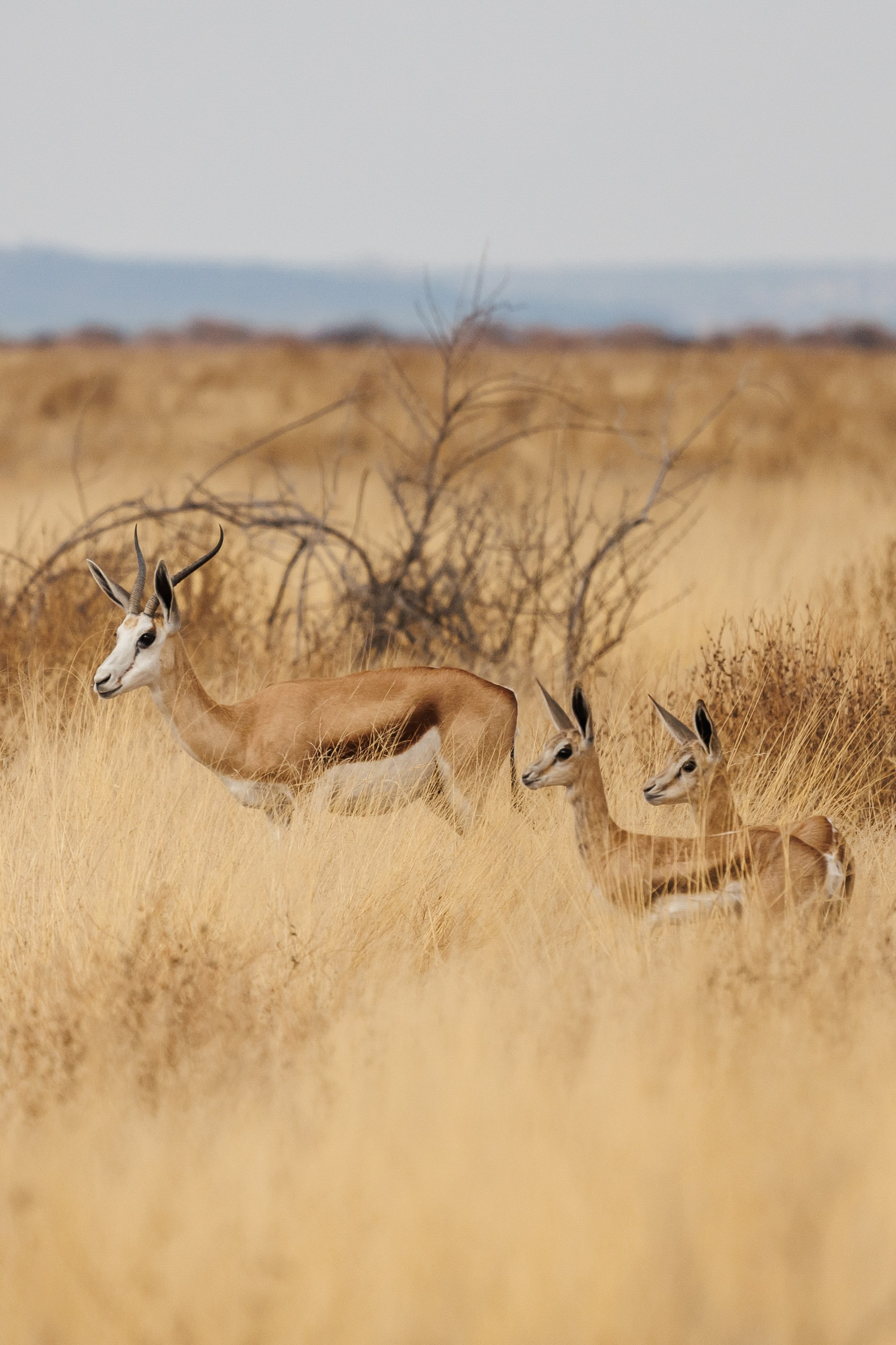 НАМИБИЯ. Роадтрип