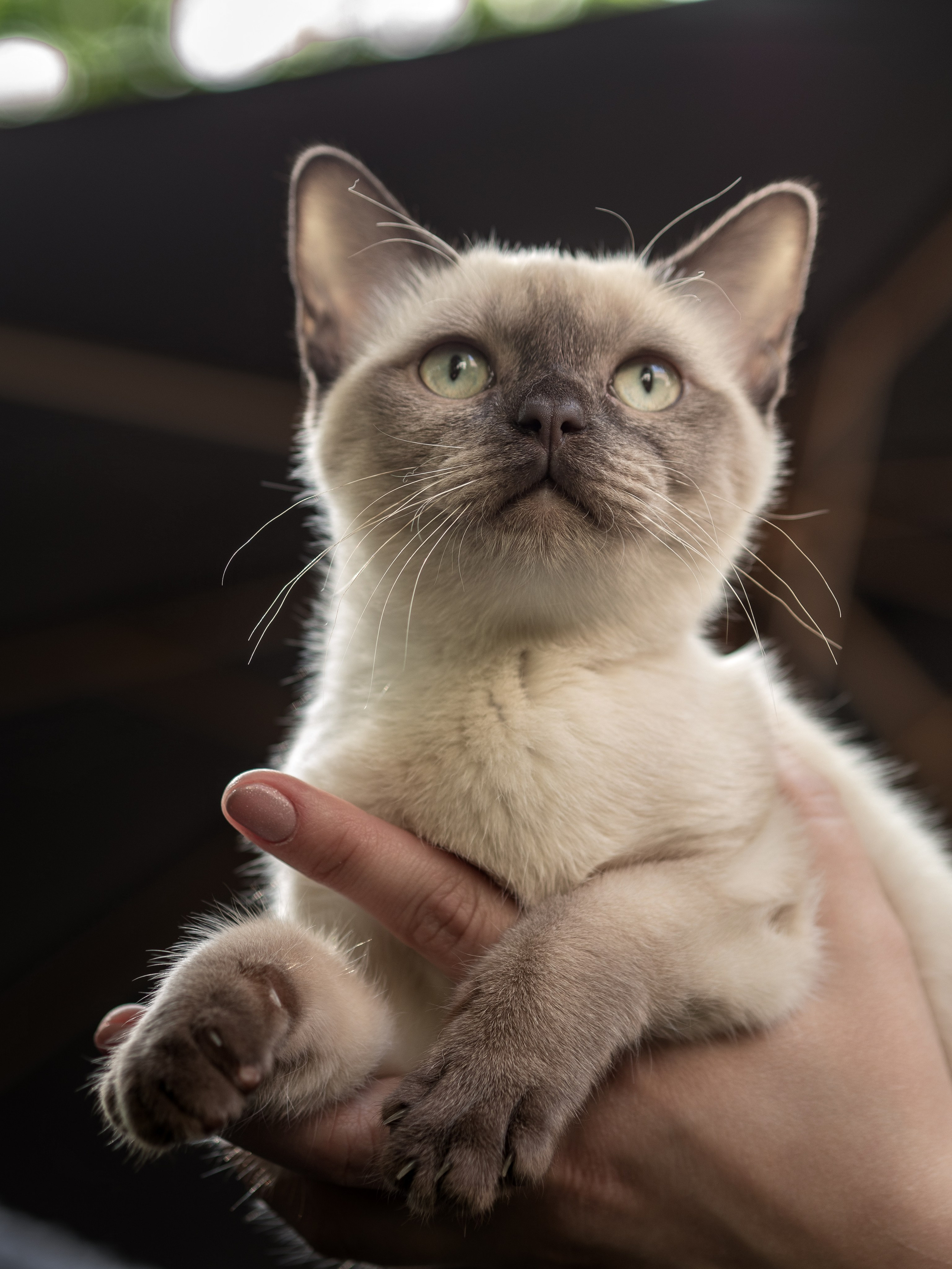 Анималистика. Сайт портфолио двух профессиональных фотографов