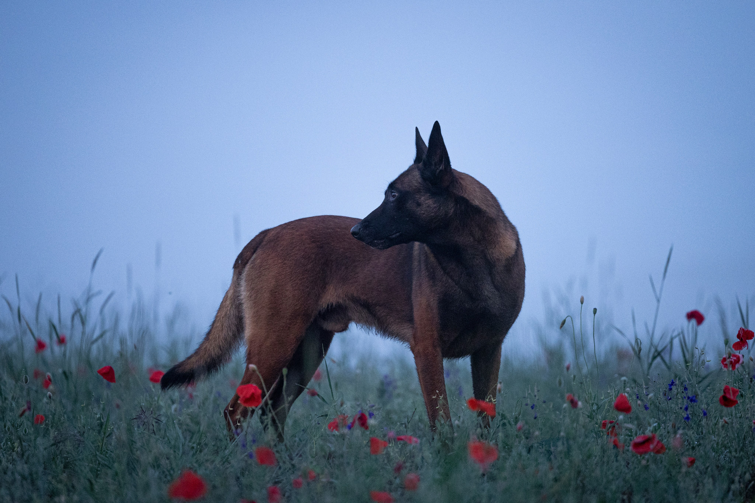 Маковое поле. Фотограф-анималист Анна Маринич