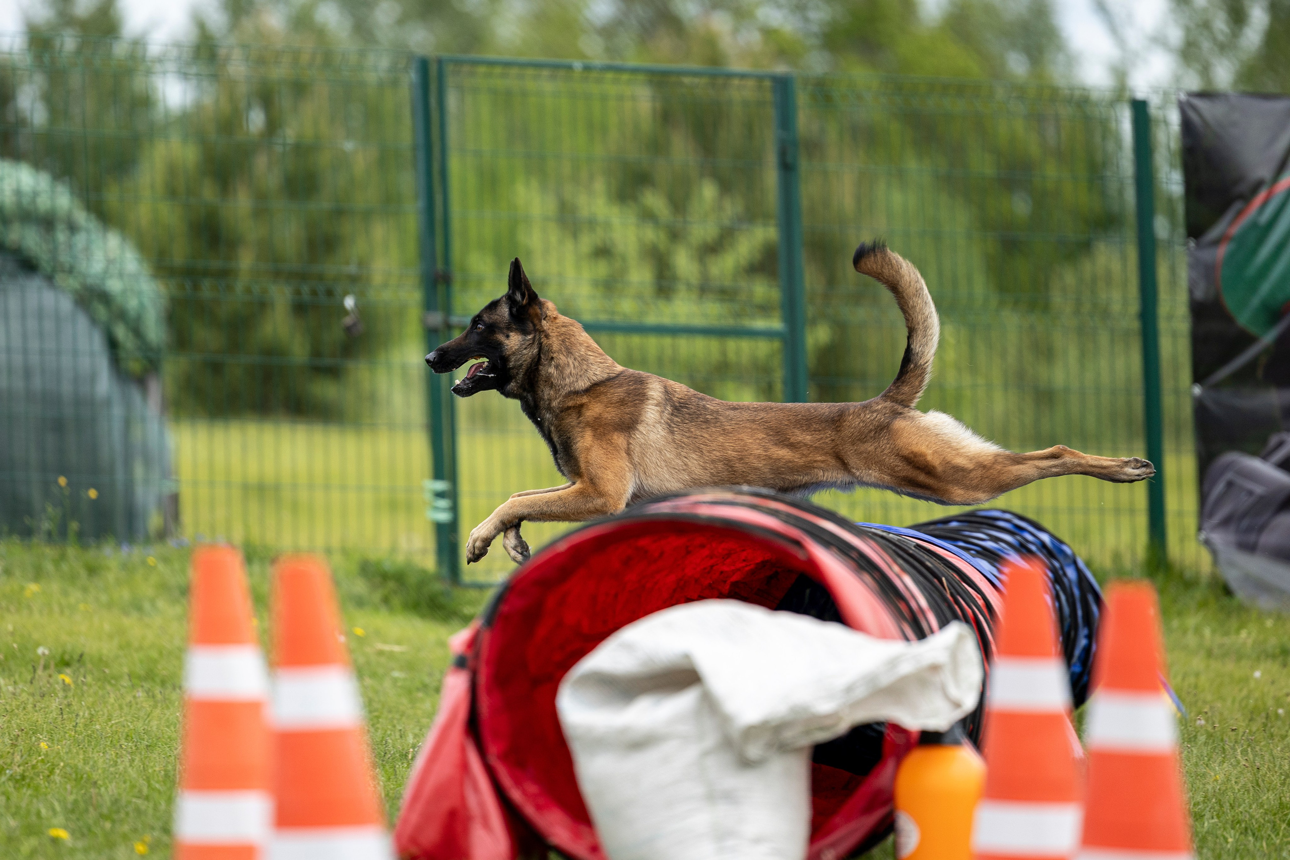 Испытания по мондьорингу в Нижнем Новгороде. Фотограф-анималист Анна Маринич