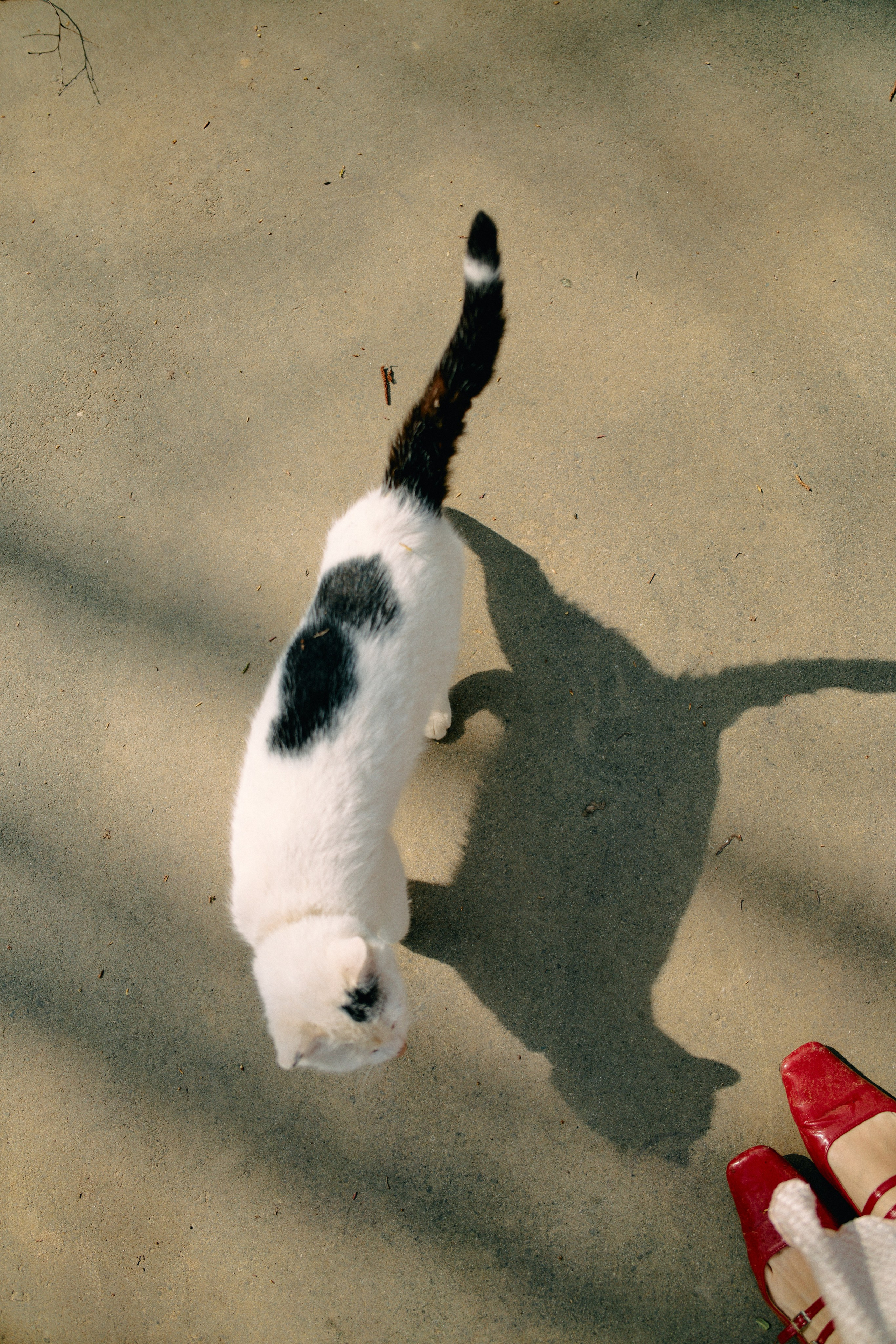 Бутик-отель Поле летом. Профессиональный Фотограф во Владимире, в Москве и в Суздале — Полина Романычева