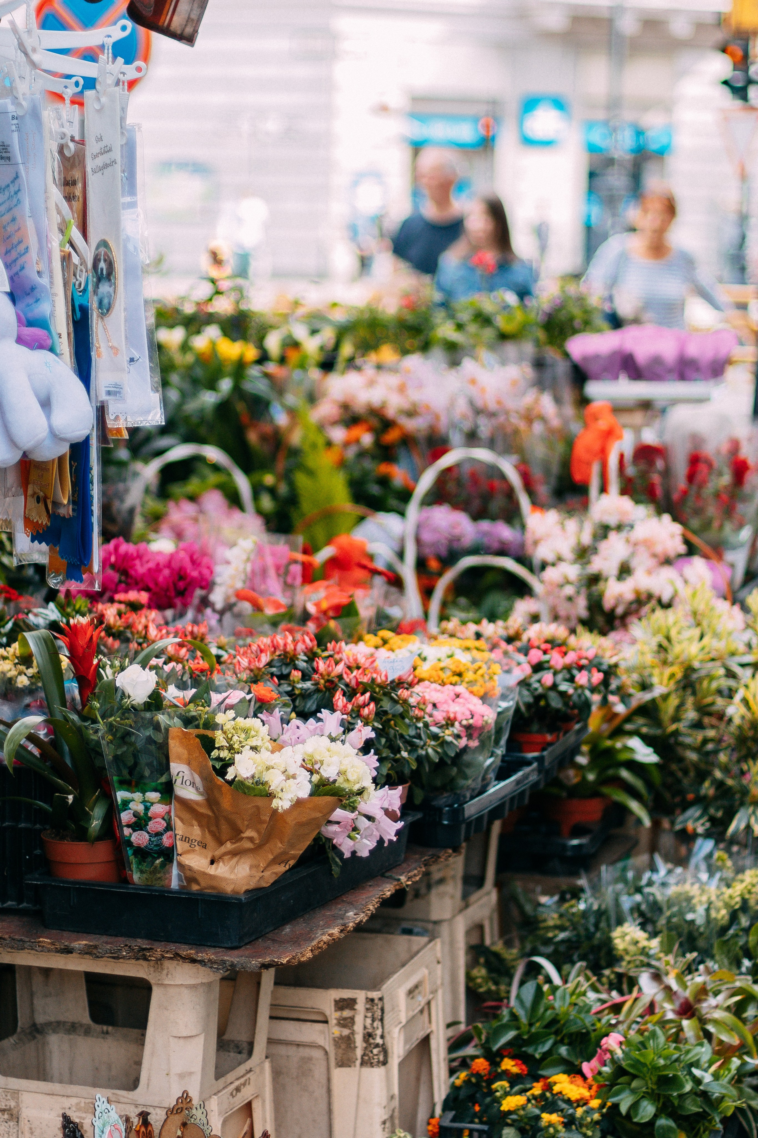Будапешт. Аня Степанова