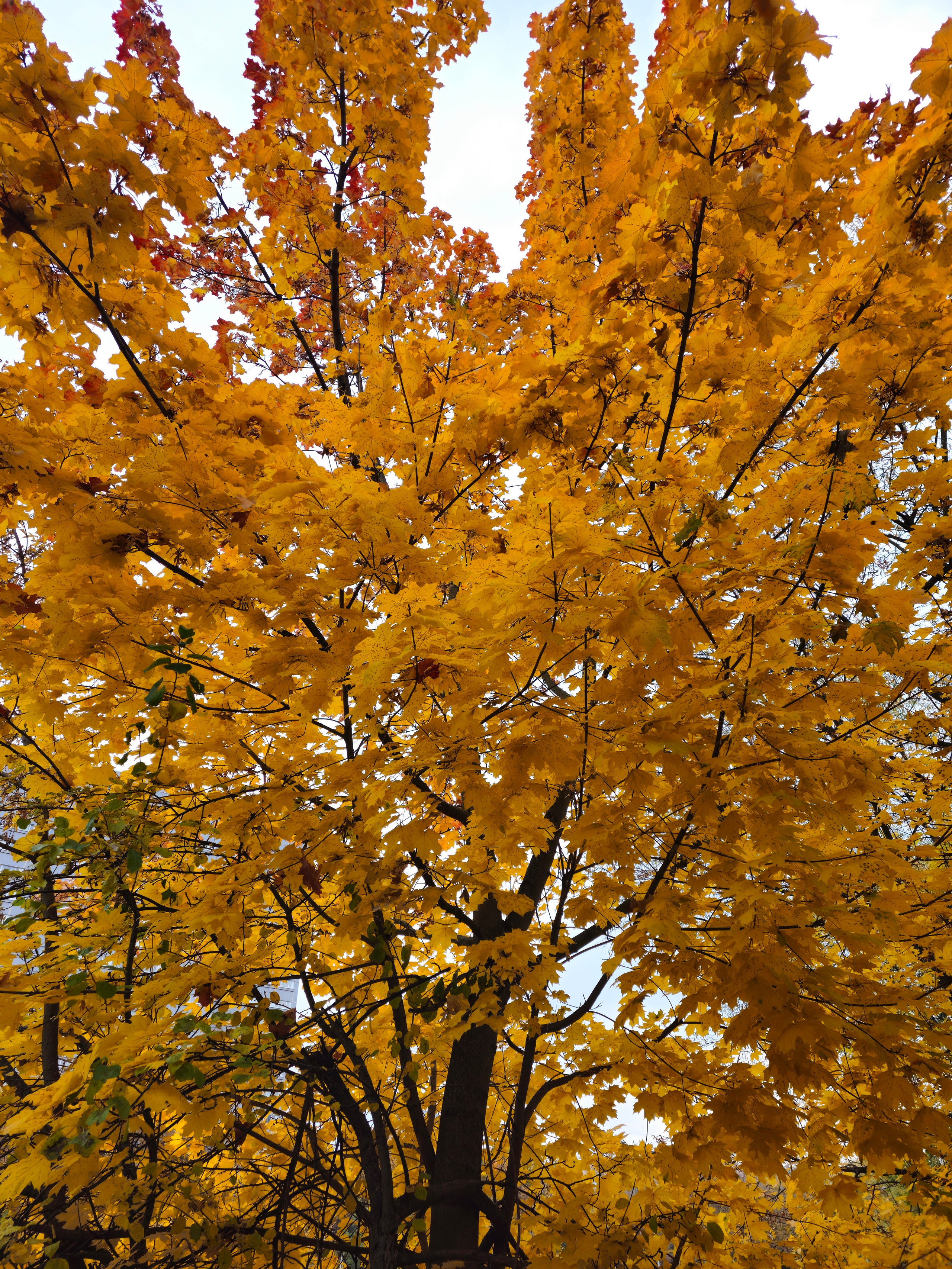 Золотая крона осеннего клена. Снимок, сделанный снизу вверх, показывающий густую крону клена, листья которого полностью окрасились в насыщенный ярко-желтый и оранжевый цвета на фоне светлого неба. Высокое дерево с пышной кроной, полностью покрытой ярко-желтыми осенними листьями, снятое снизу.