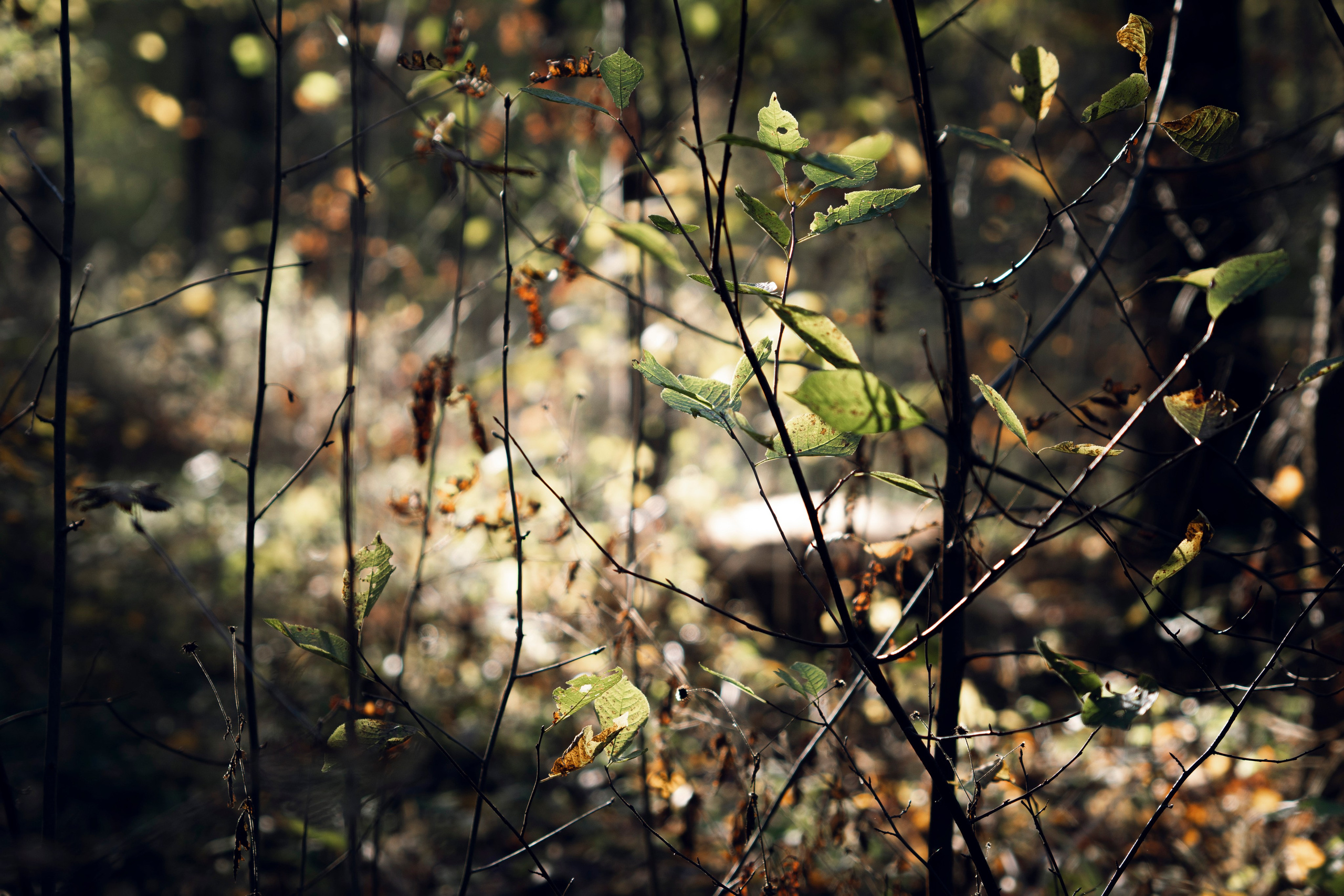 Разное неважное. Фотограф в Москве Алейникова Евгения