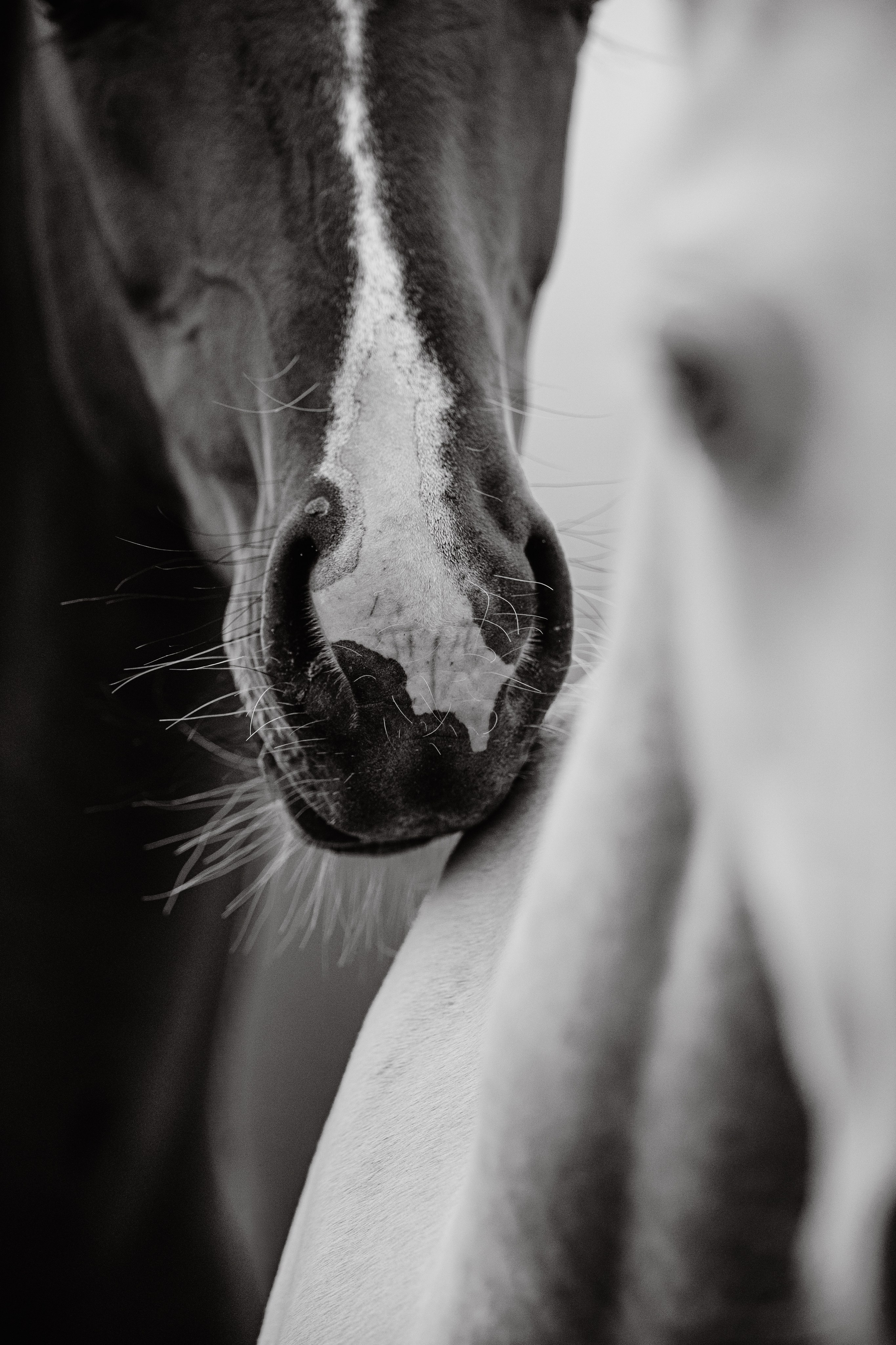 Разное. Фотограф-анималист Ксендзова Кристина