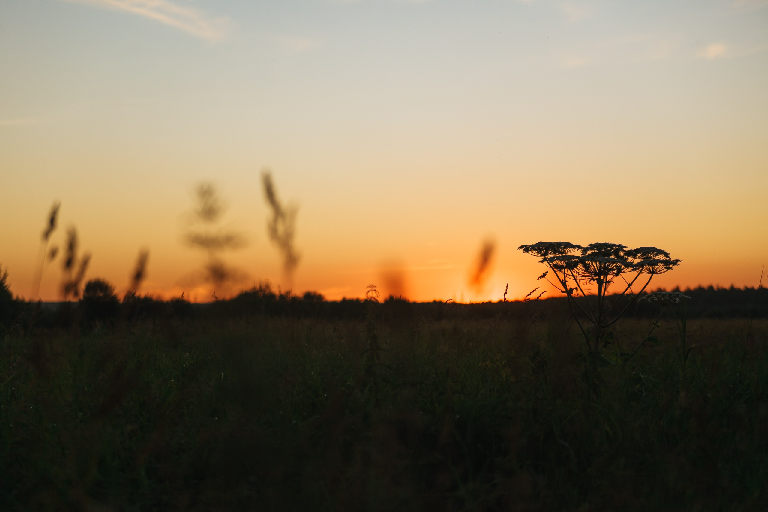 Девушка, закат, собака. Семейный фотограф, свадебный фотограф, женский портрет в Санкт-Петербу