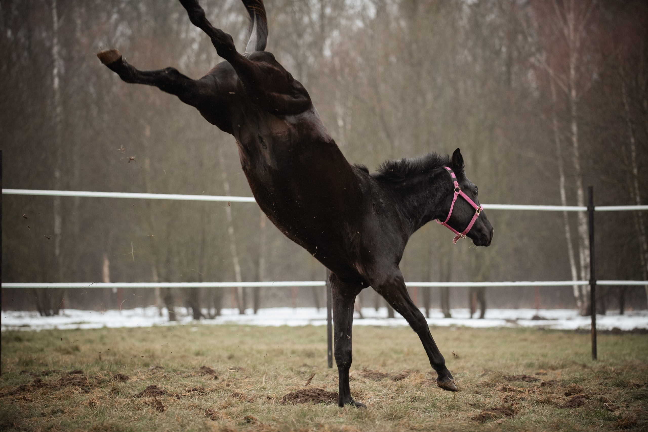 Мелкаши ЮНА. Куракина Дарья • Конный фотограф