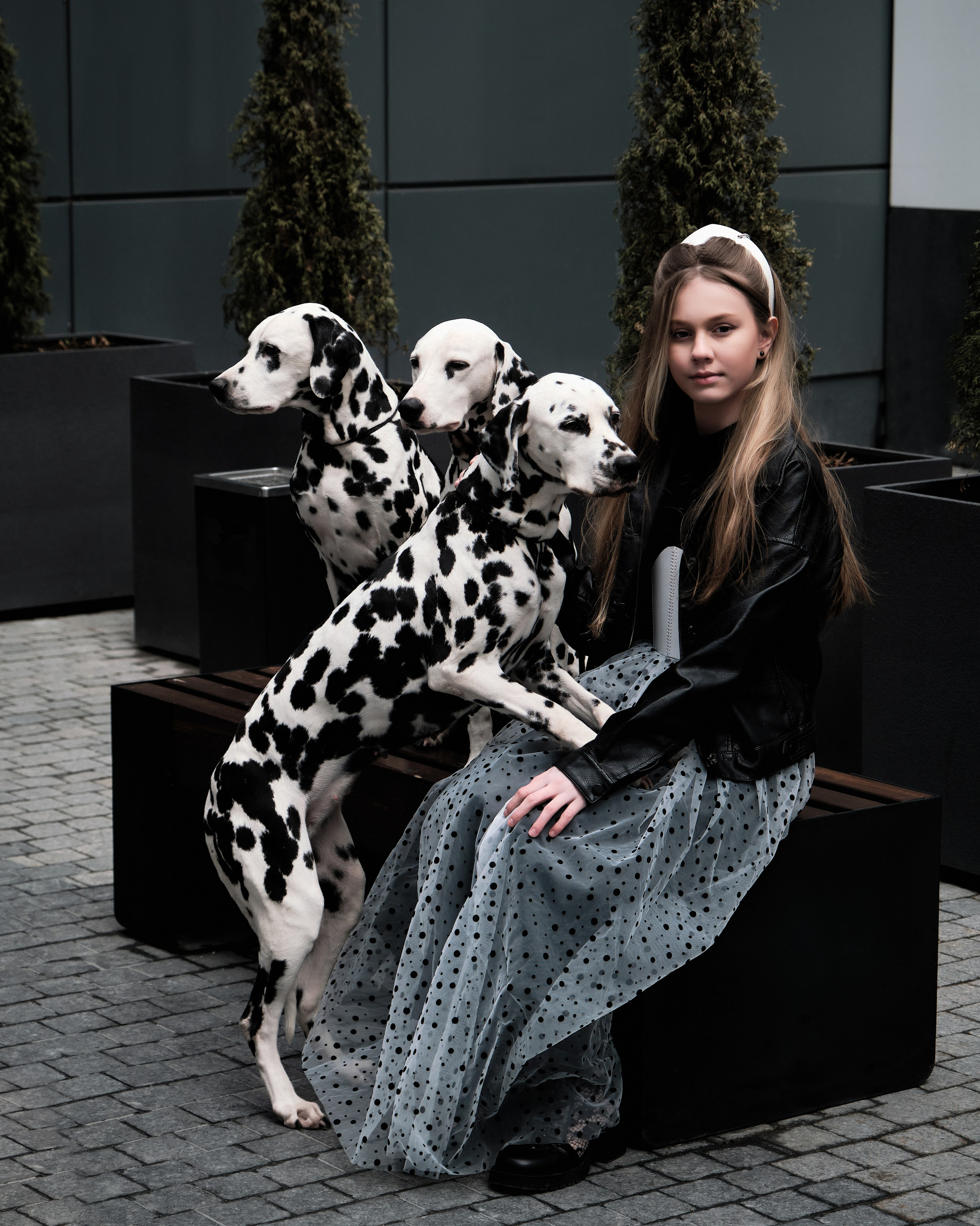 далматинца фото в Москве фотограф Виктория Колышева