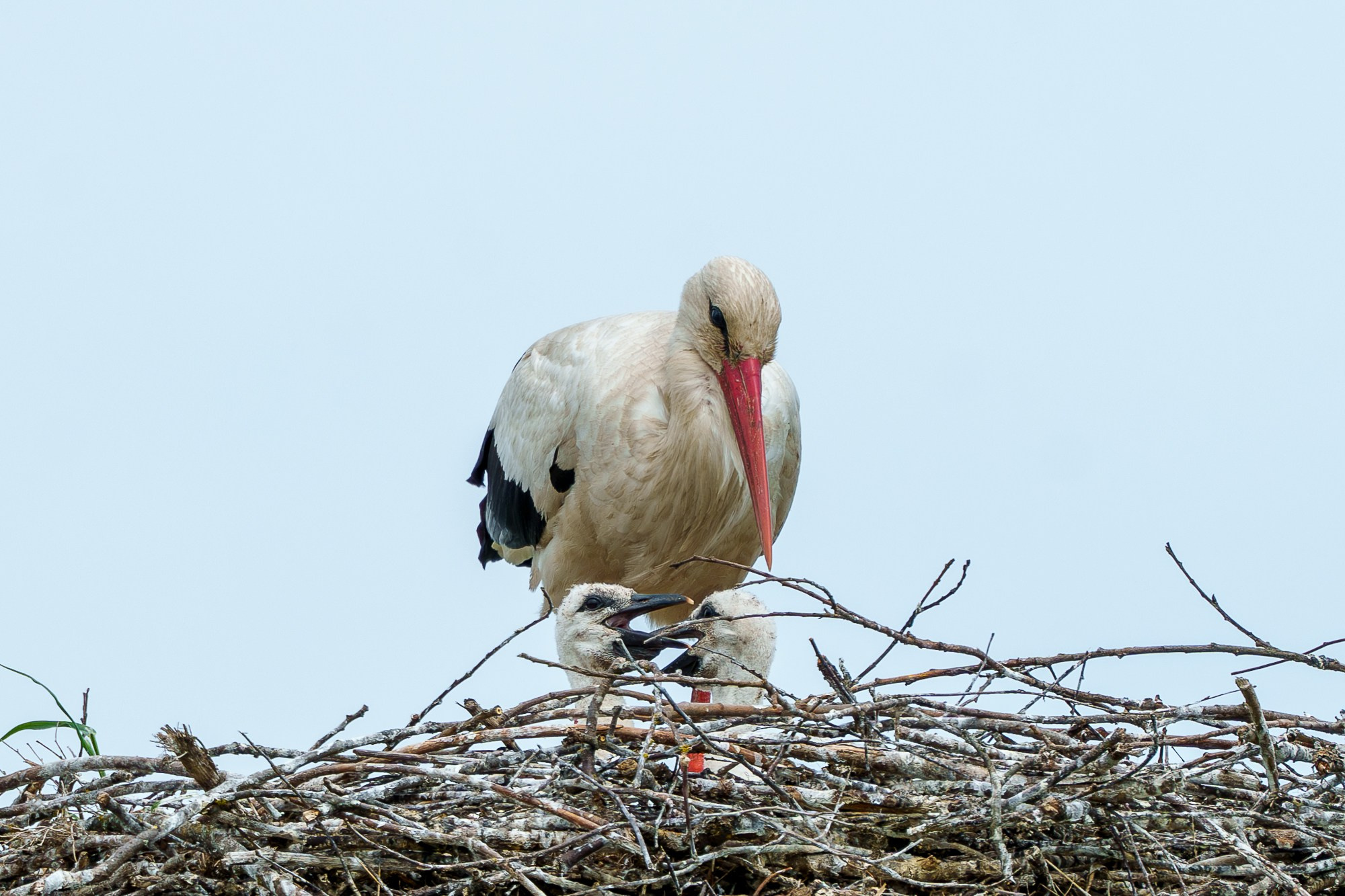 Удивительные мир птиц. Вокруг нас столько прекрасного — присмотритесь!. Ваш личный фотограф Марина Волкова