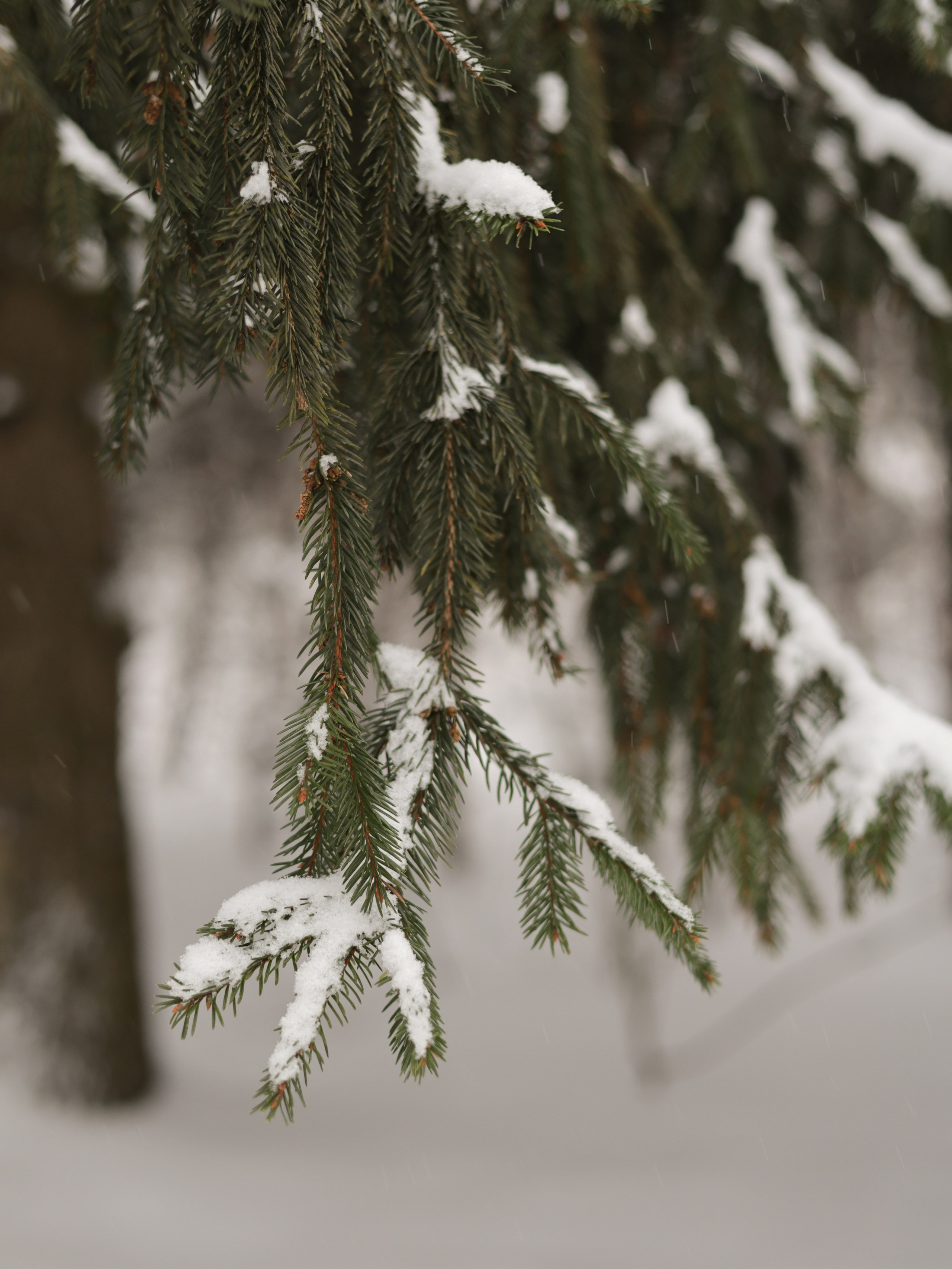 Зимний лес. Ежова Милена | Фотограф Москва / Балашиха