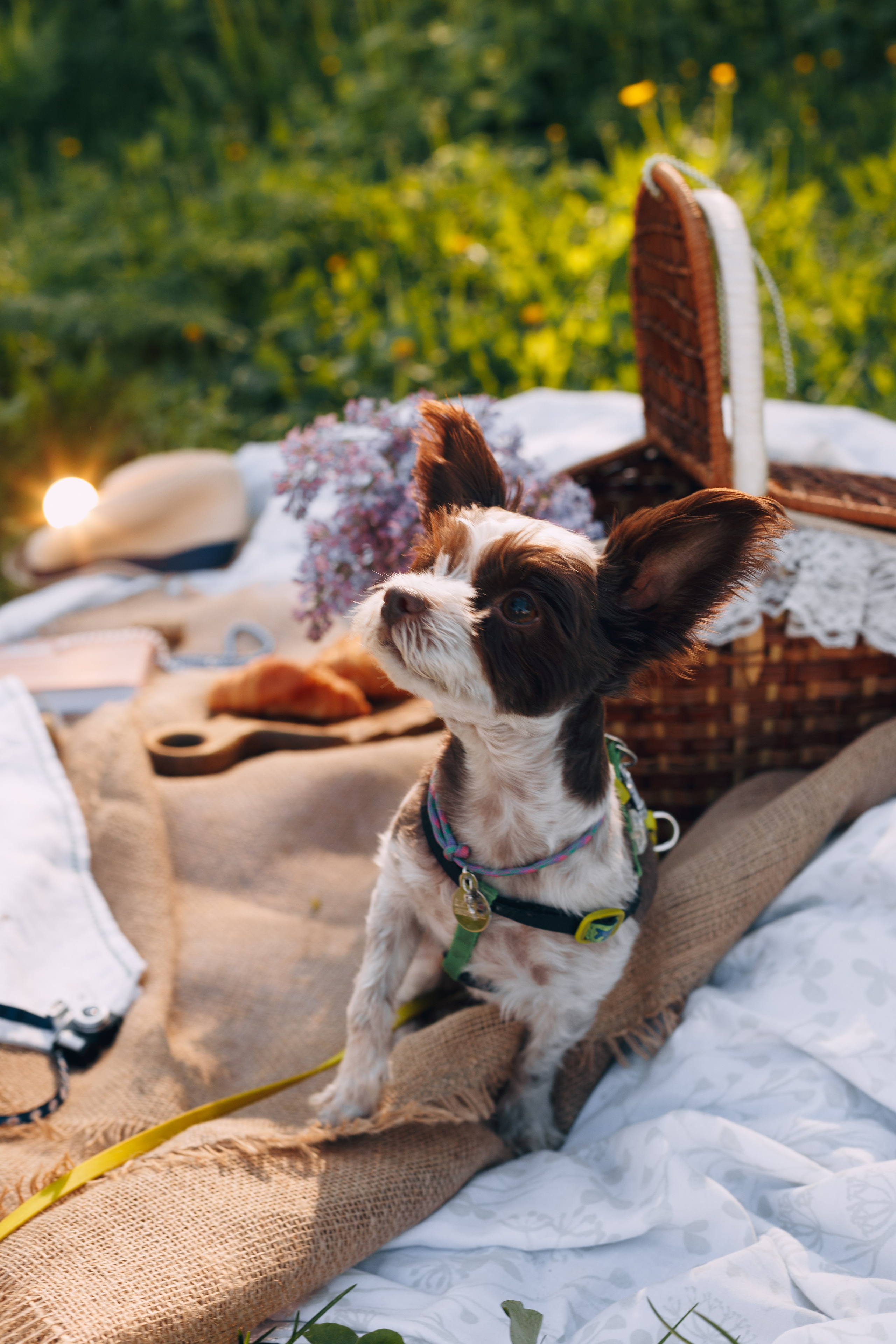 Оля, Патрик, Мейли и Джонни. Фотограф анималист Кристина Карпова, Москва