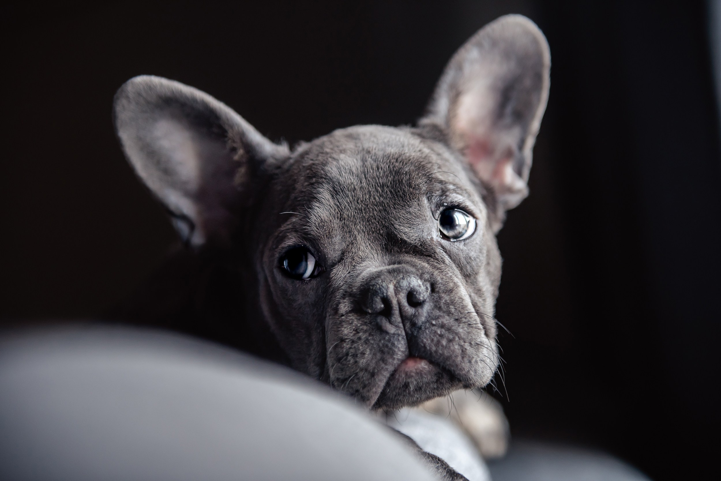 Бульдоги и компания. Семейный Фотограф в Москве Ирина Хохлова
