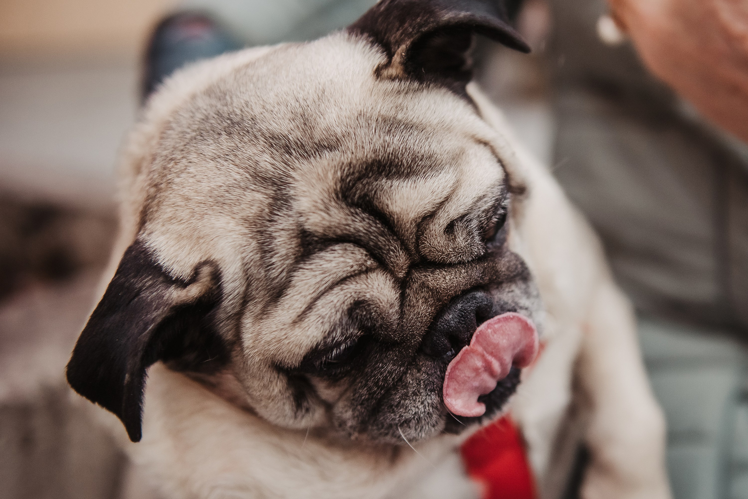 Ольга и Потапум. Прогулка к чайному дому. Семейный Фотограф в Москве Ирина Хохлова