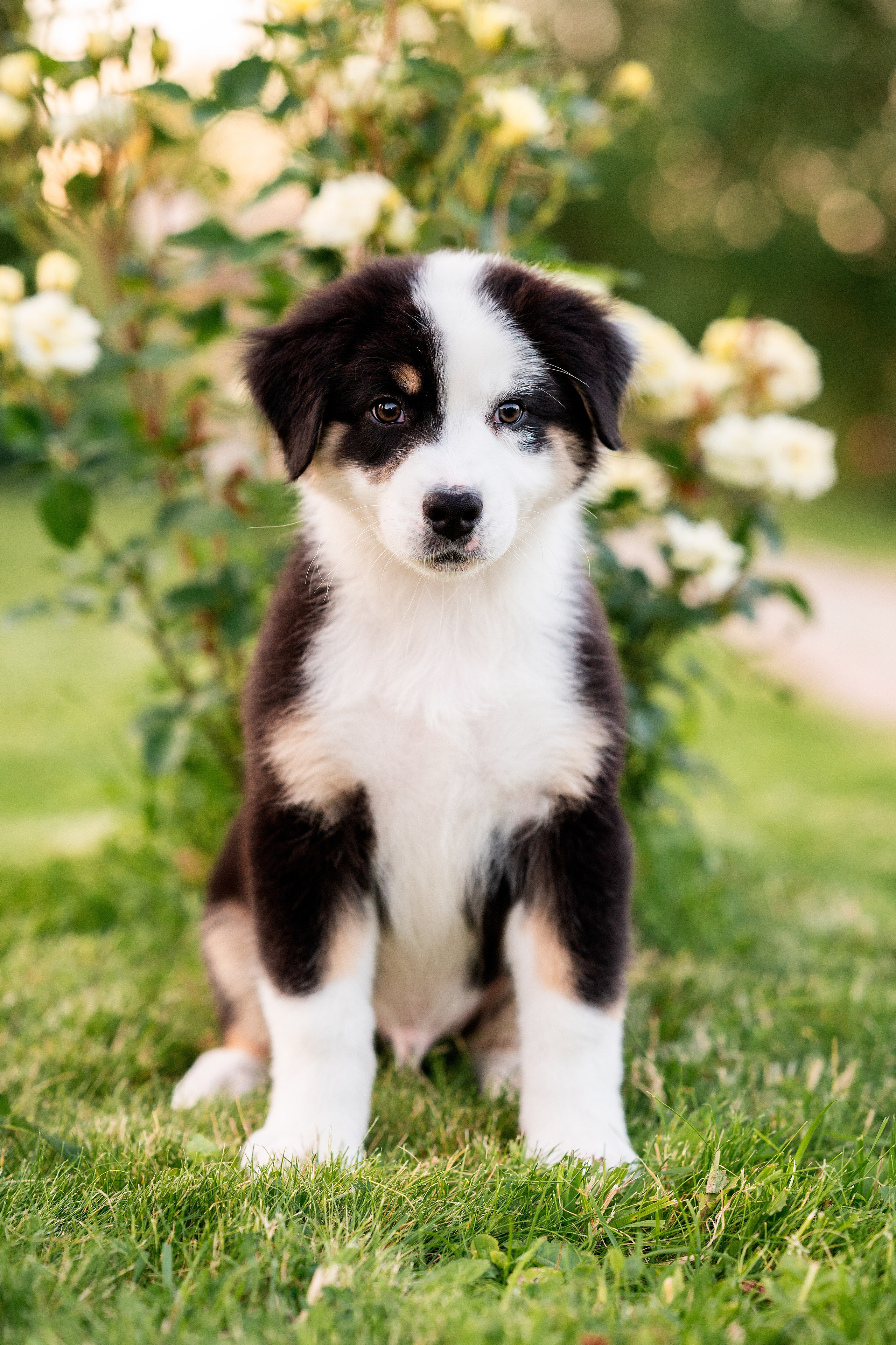 Заводчик Елизавета Степанова. Творческий фотограф Вологда