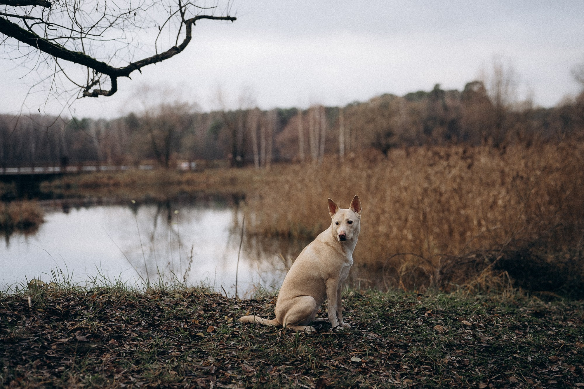 Туся. Фотограф анималист в Москве и Санкт-Петербурге Свиридова Анна