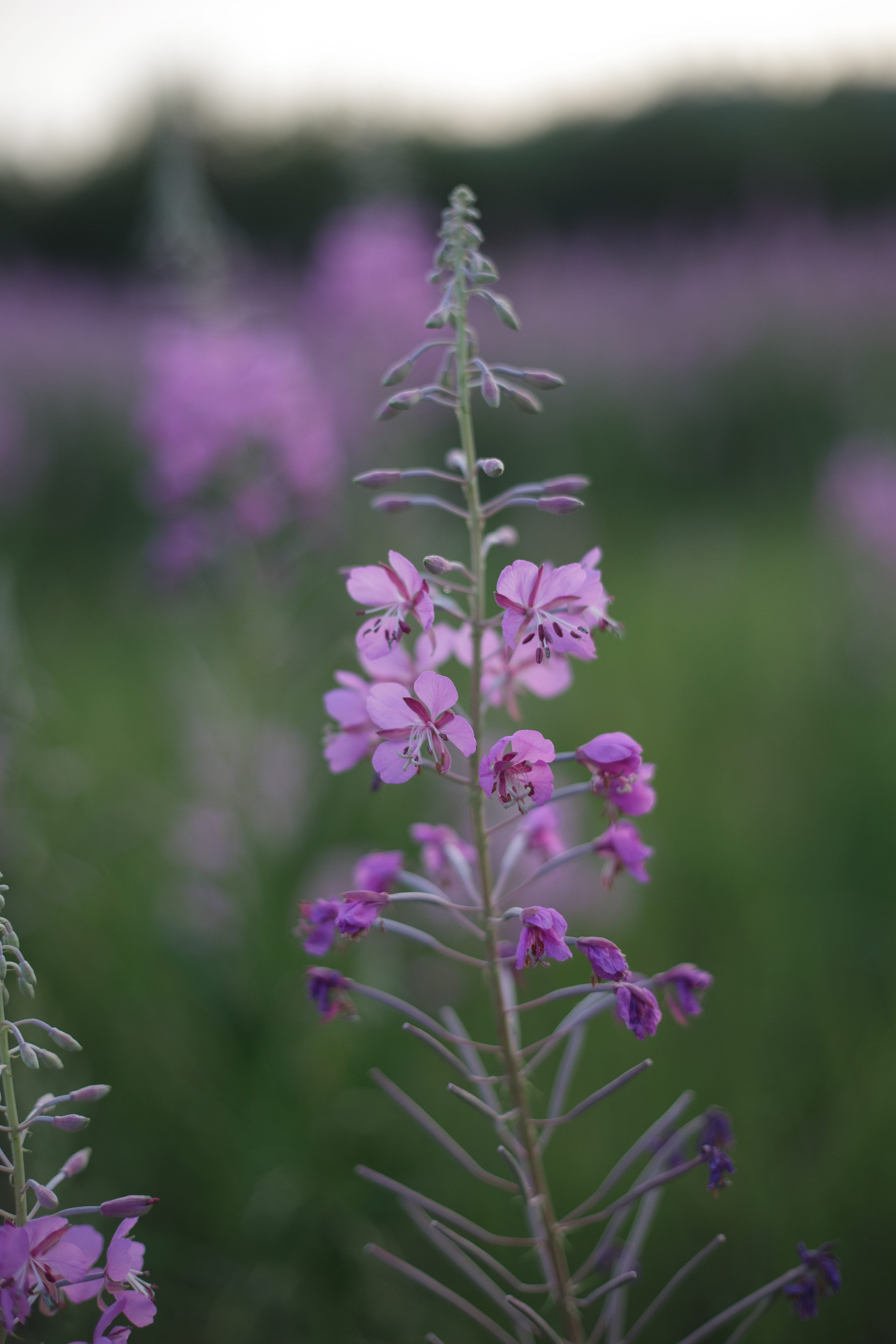 Семейная фотосъемка в поле летом 2023. Марина Рерих — портретный фотограф в Екатеринбурге