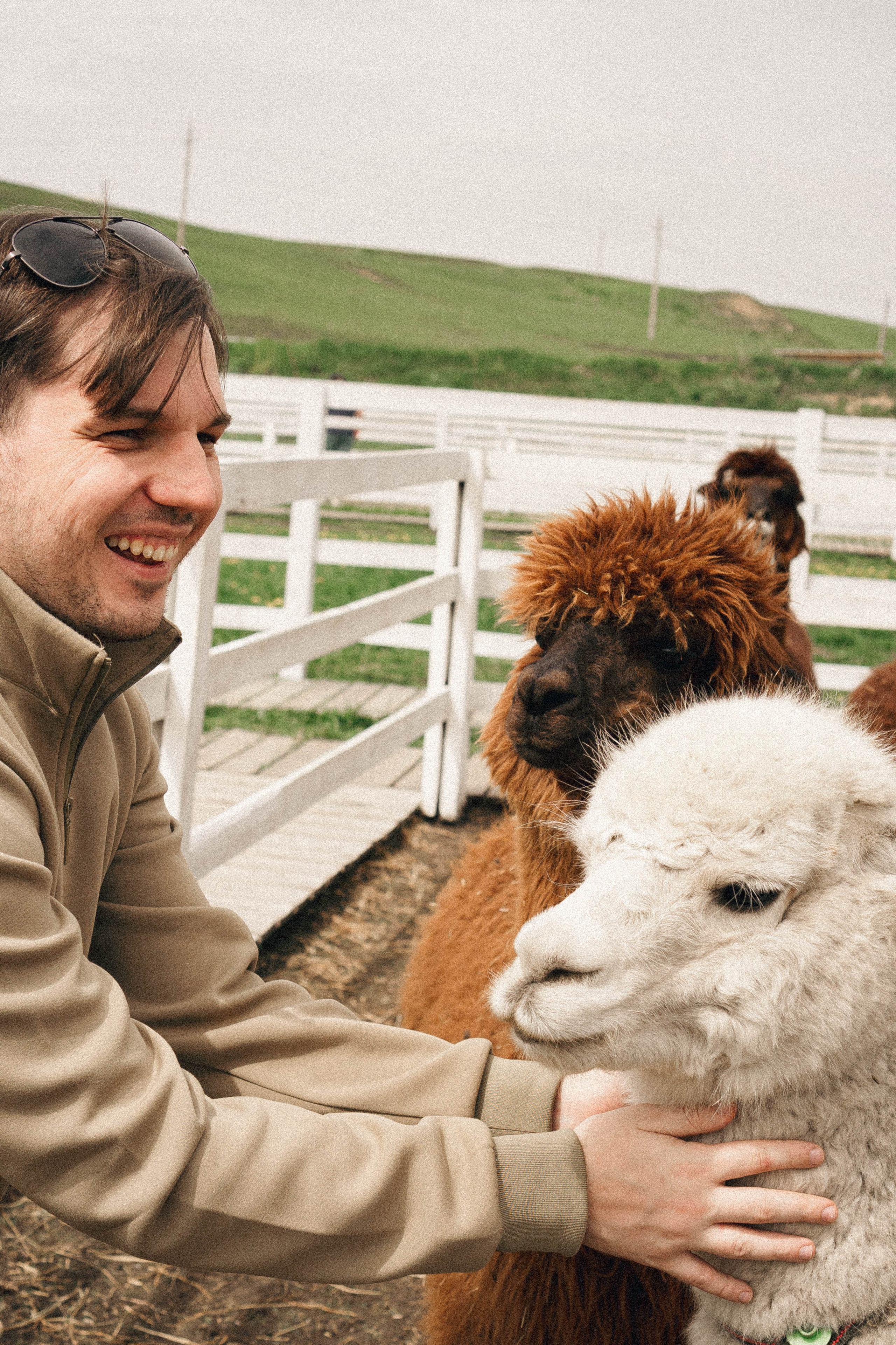 Ферма Альпак. Профессиональный фотограф, Санкт-Петербург — Виктория Богомолова