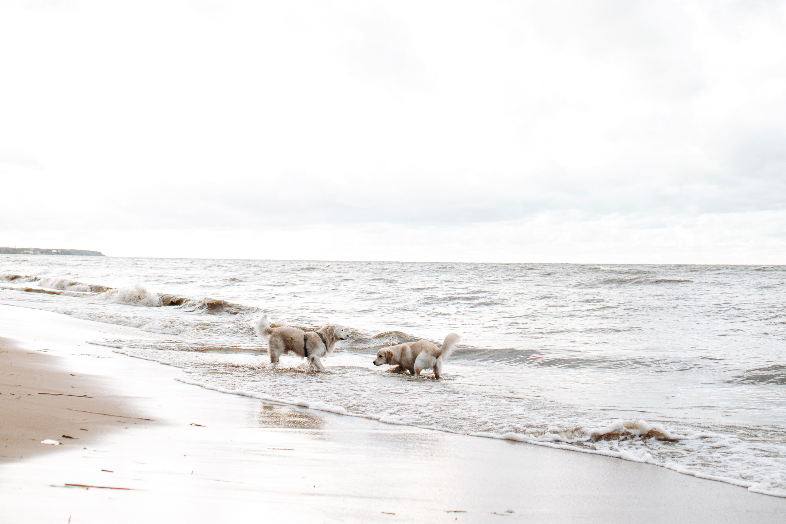 Прогулка Насти с Арчи и Арагоном. Фотограф-анималист в Санкт-Петеребурге Титова Алиса