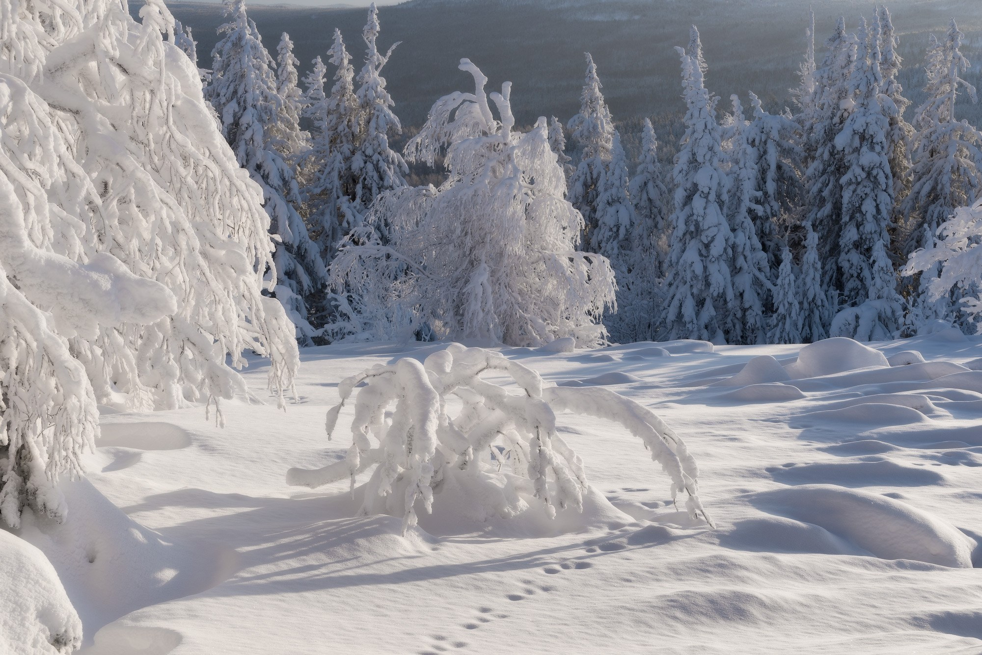 Зимний заснеженный лес на горе Белая (Нижний Тагил).