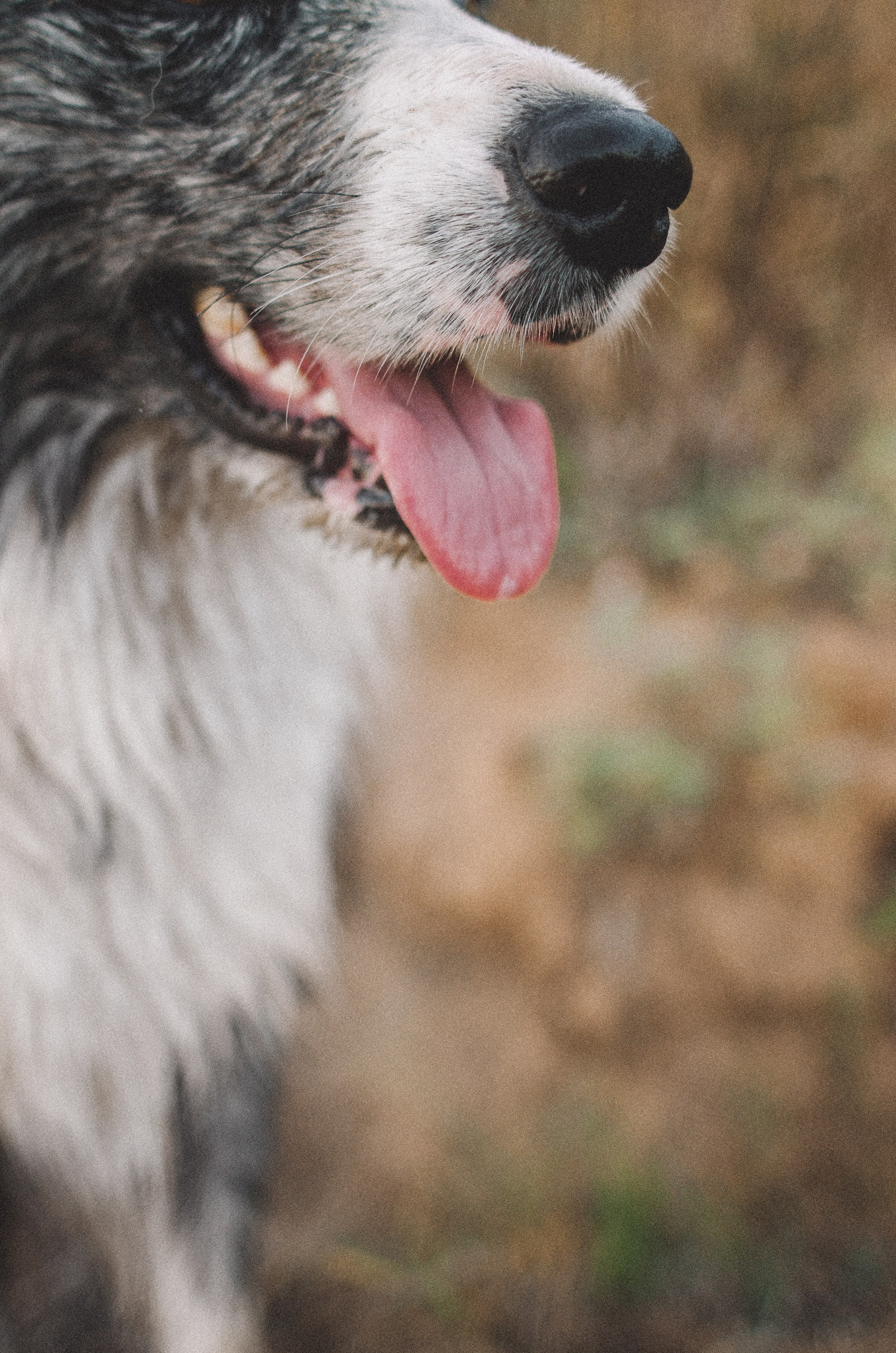 Таня и Бриллиант. Фотограф-анималист Богданова Полина