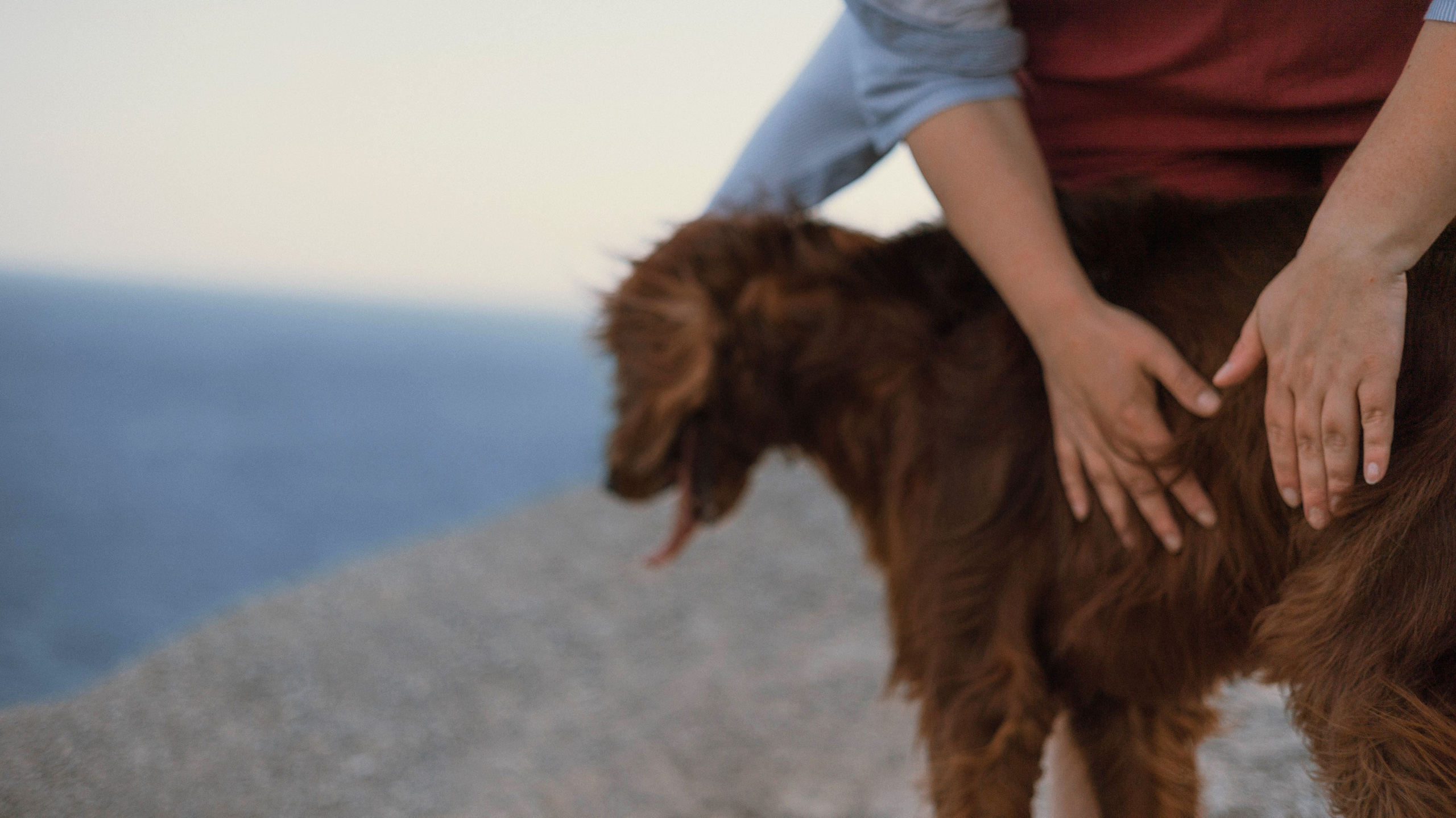 Ольга и Шеймас. Фотограф-анималист Богданова Полина
