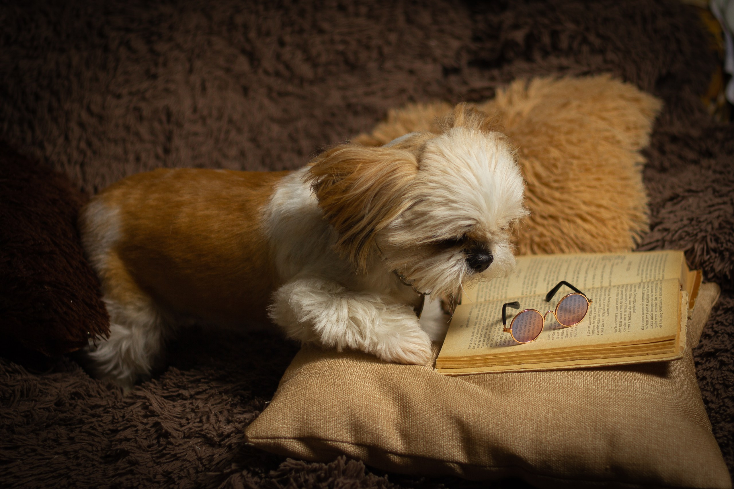 Фотосессии животных. Семейный, детский фотограф Екатеринбург Светлана Плотникова