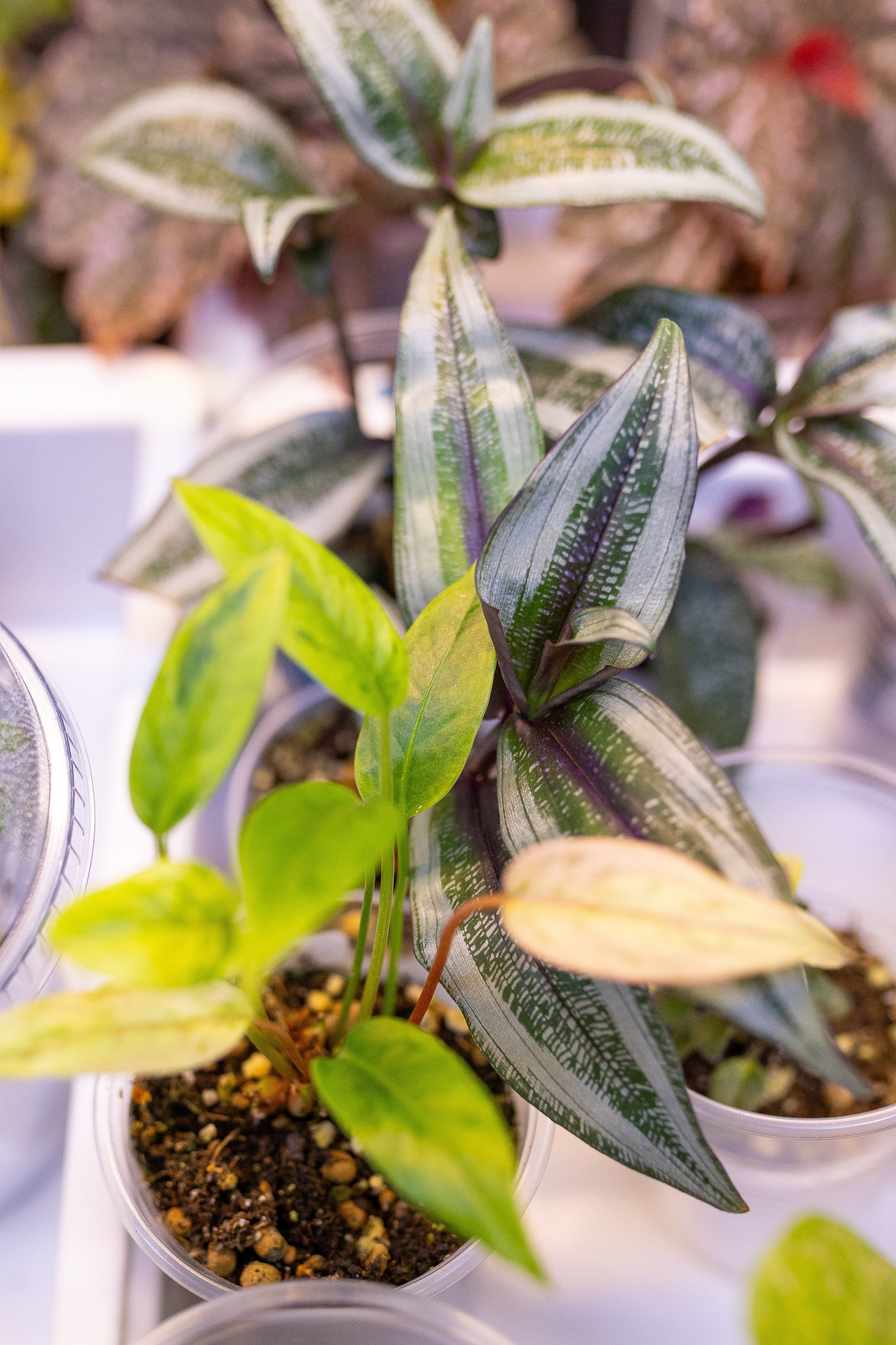 Орхидиум 12.2025. Александра Куликова фотограф, Москва