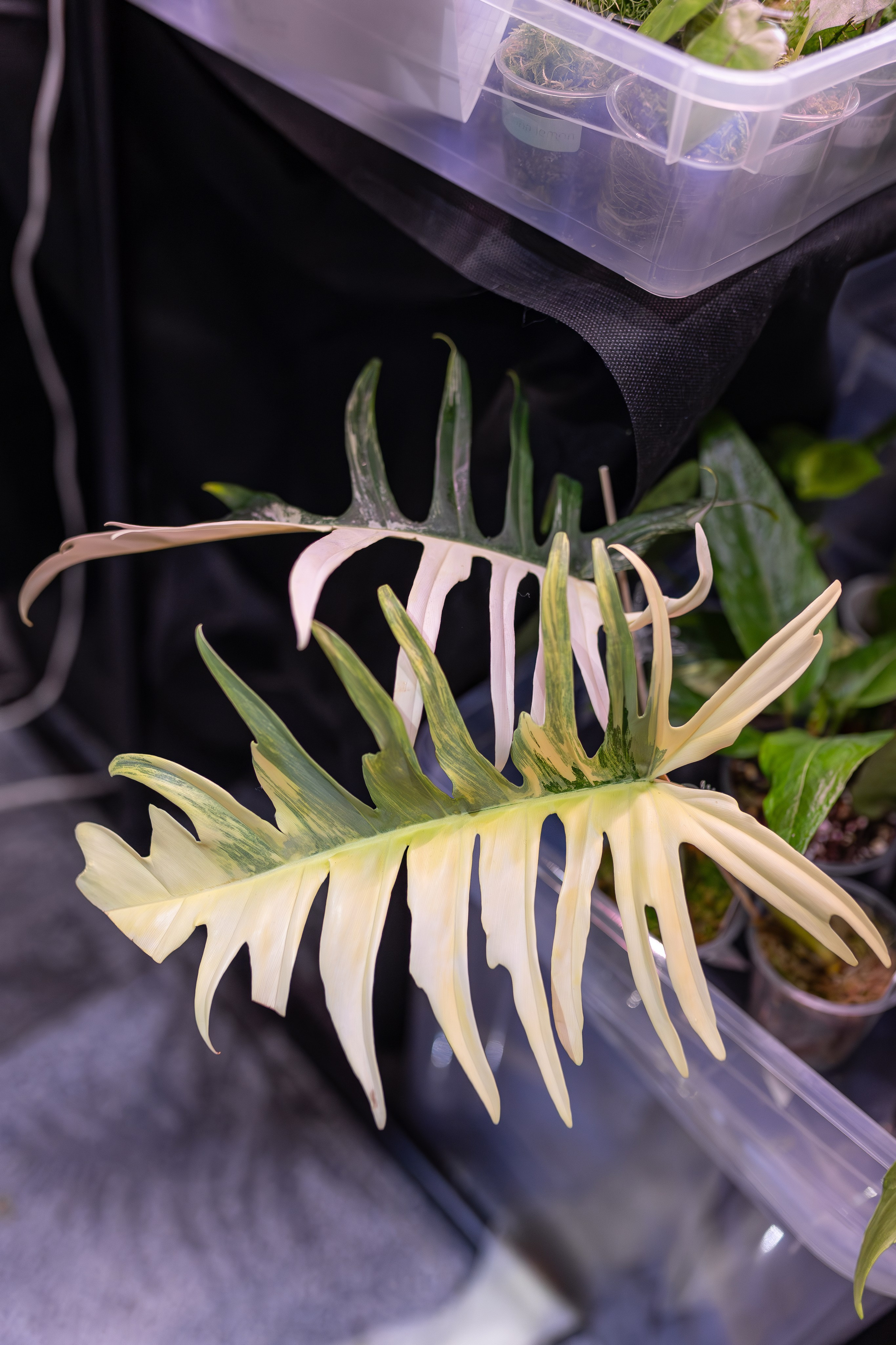 Орхидиум 12.2025. Александра Куликова фотограф, Москва